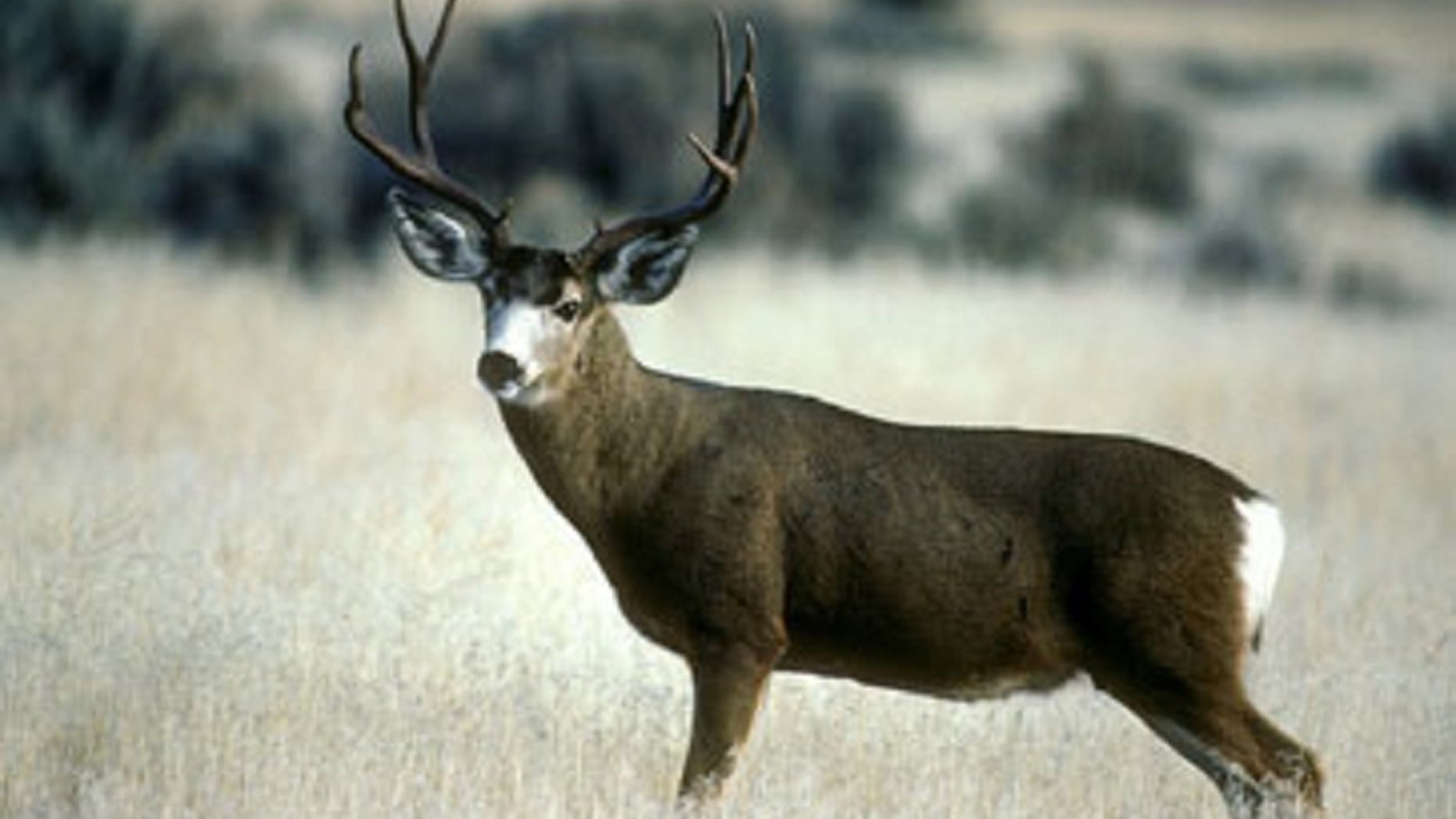 A man told a conservation officer that his wife would be angry if she did not bring home-grown flesh.