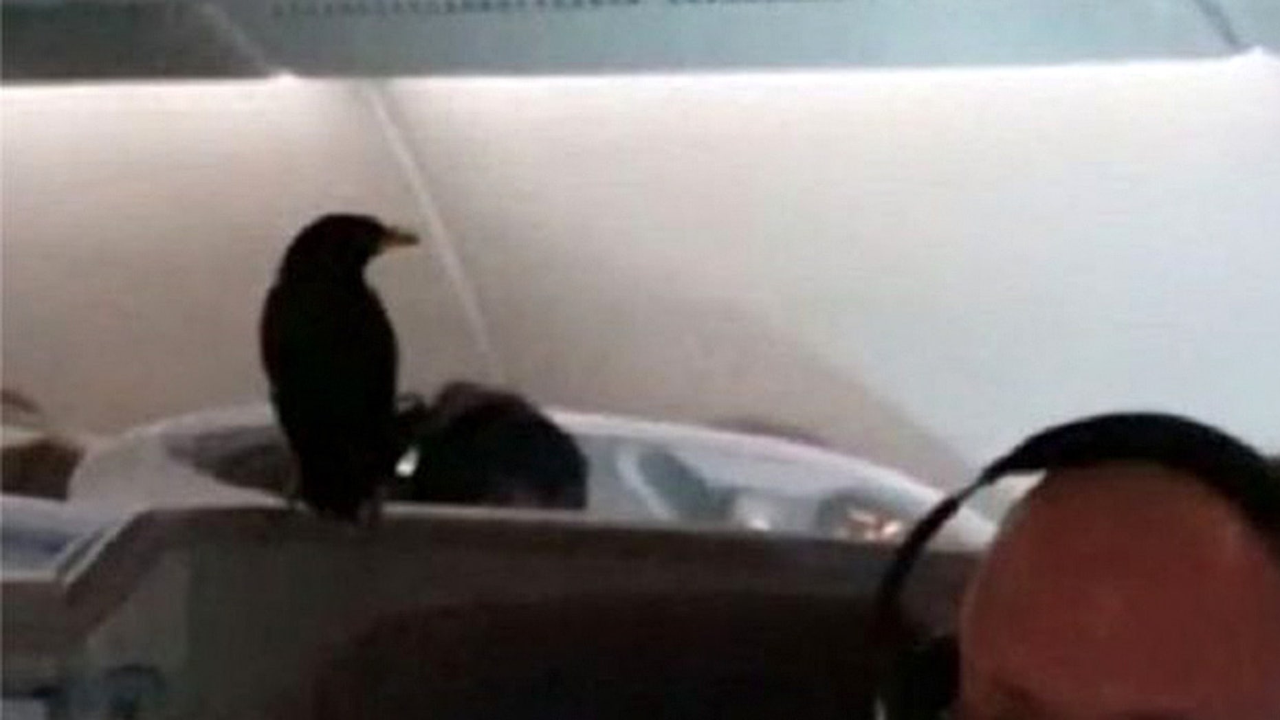 Bird stows away on 12-hour Singapore Airlines flight