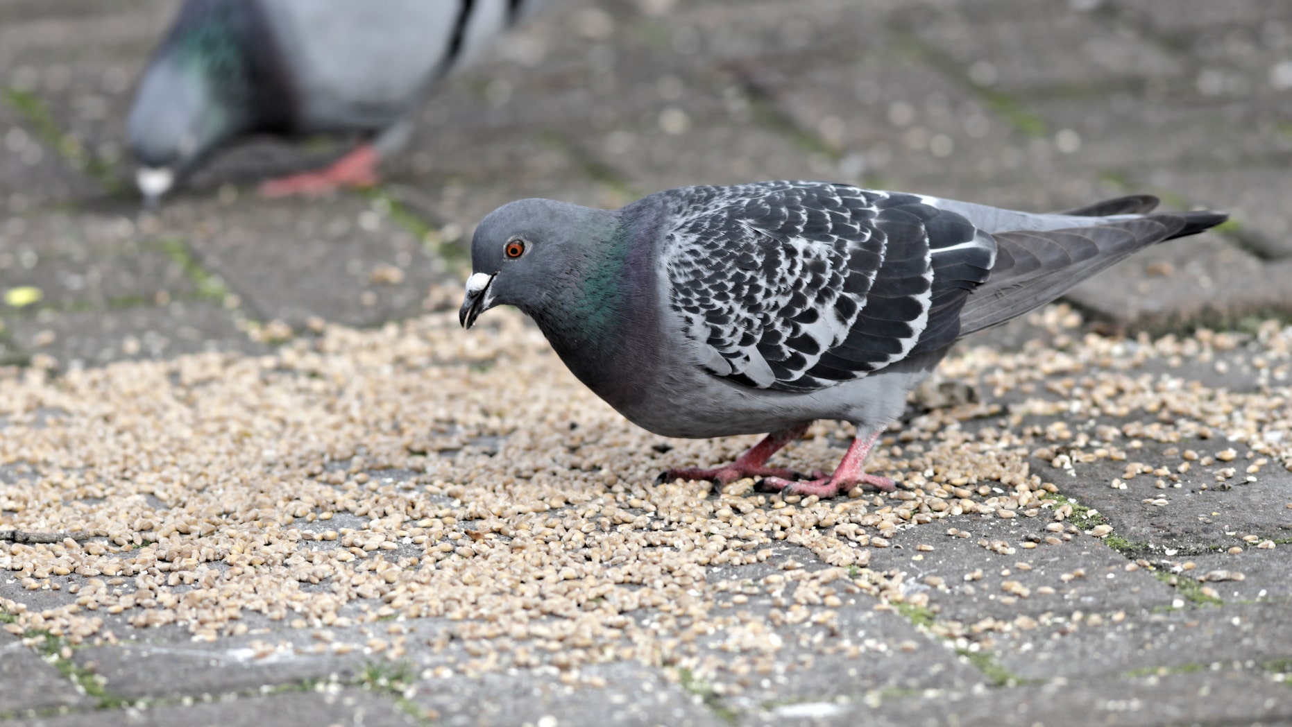 2 patients die after contracting infection linked to pigeon droppings