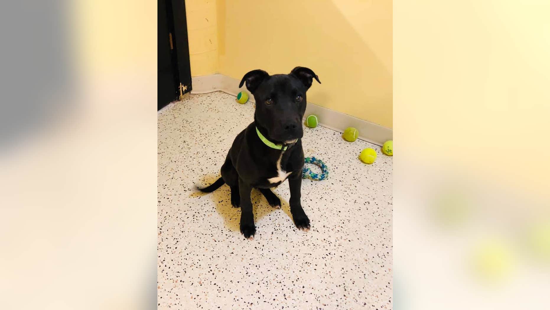 The puppy, Rudolph, was adopted earlier this month after his miraculous story went viral.