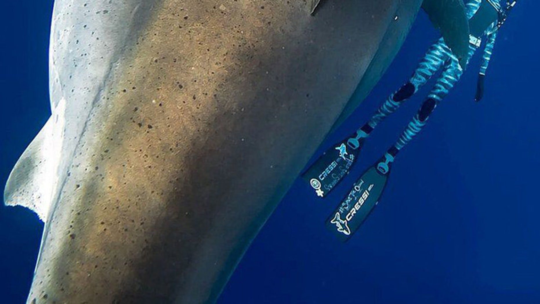 video of deep blue shark