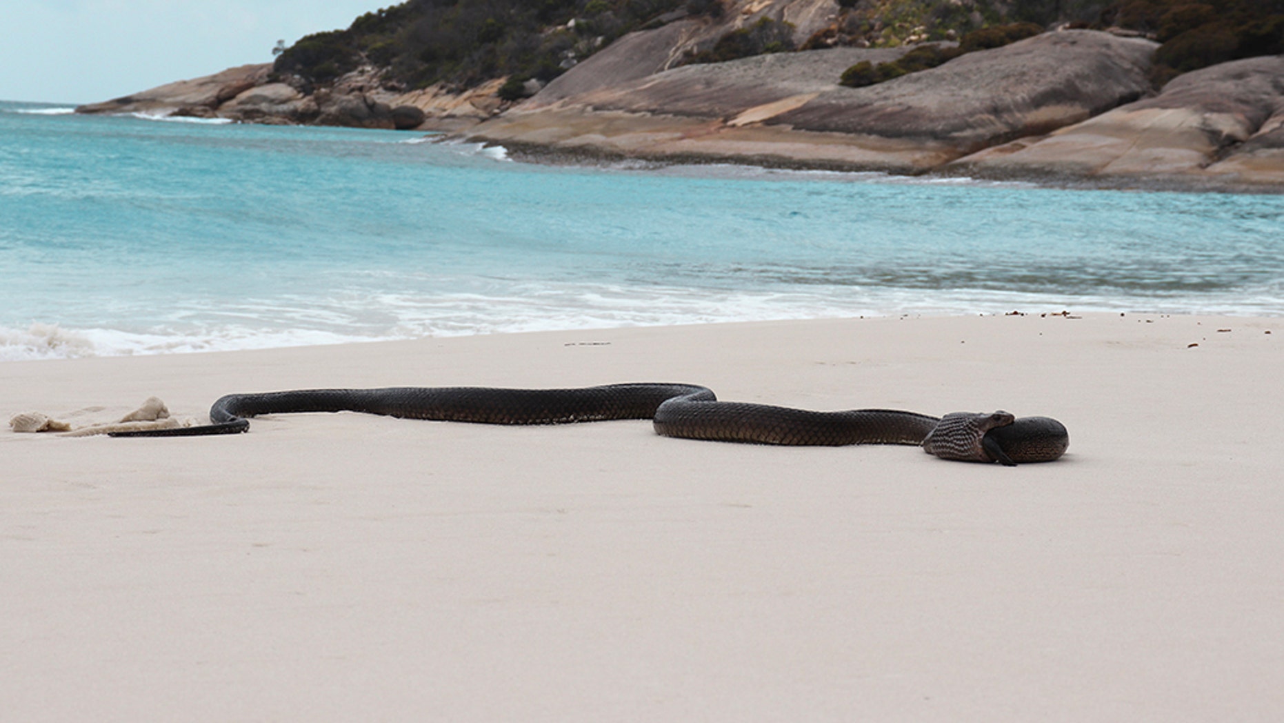Deadly snake spotted devouring huge lizard on Australian beach
