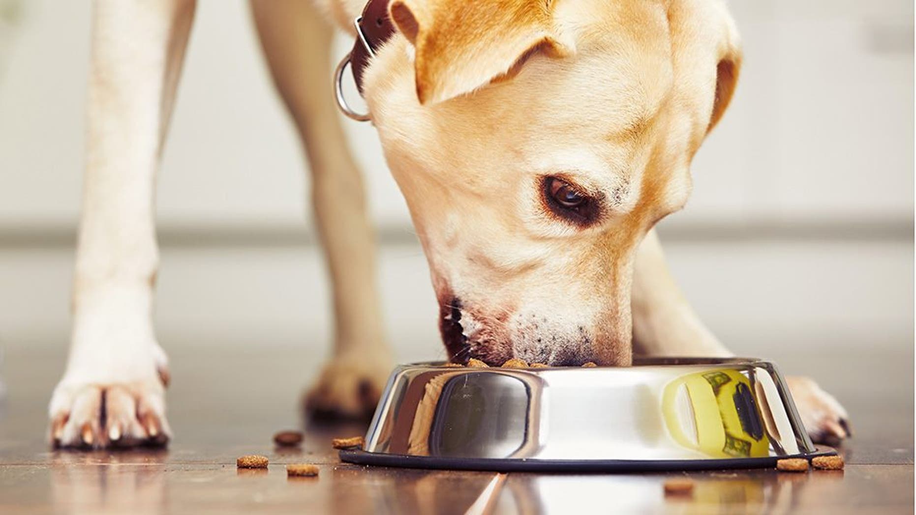 Select canned dog food recalled over vitamin D levels, FDA says