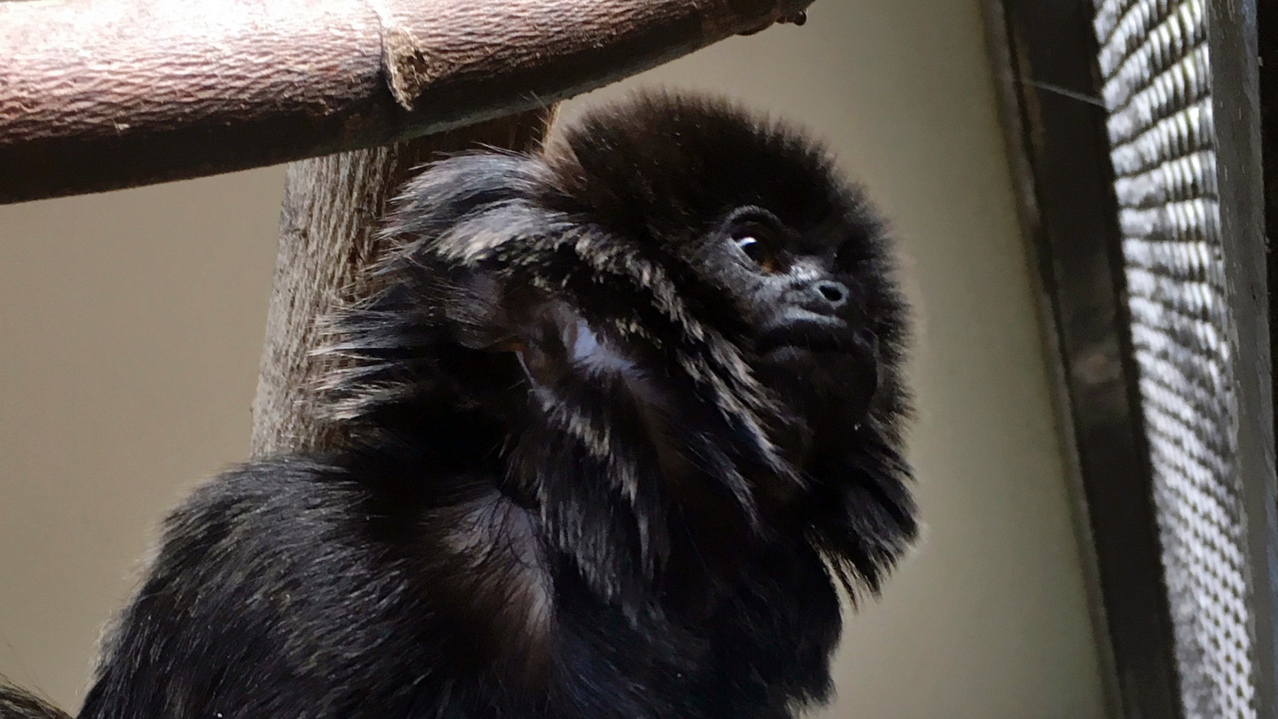 In this undated photo provided by the Palm Beach Zoo, Kali, a 12-year-old rare Goeldi's monkey, sits on a branch at an enclosure at the zoo, in West Palm Beach, Fla. Police in Florida are on the lookout for the monkey that was stolen Monday, Feb. 11, 2019, from the zoo. Zoo president Margo McKnight said Goeldi's monkeys are "increasingly sought after for the illegal pet trade." (Palm Beach Zoo via AP)