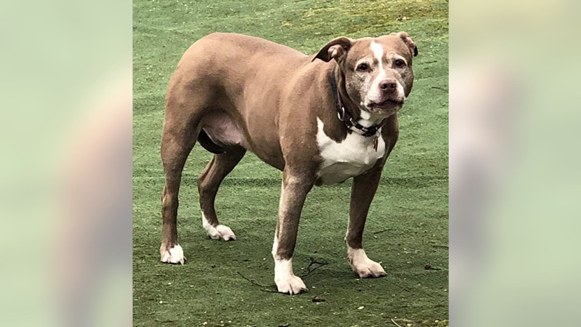Sadie is being credited for "sniffing out danger."
