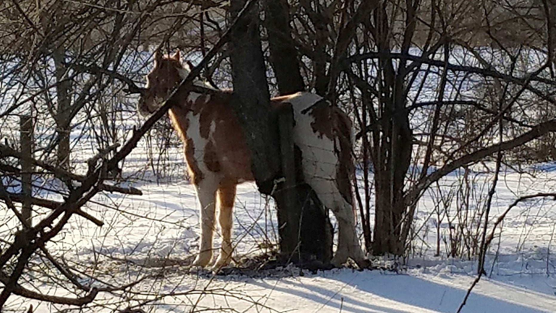 Indiana chainsaw rescue: Town marshal frees horse wedged between tree branches