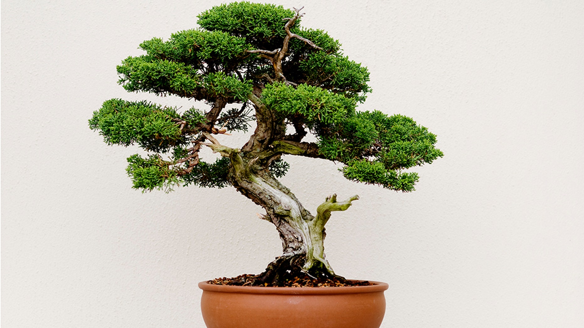 purple japanese bonsai tree