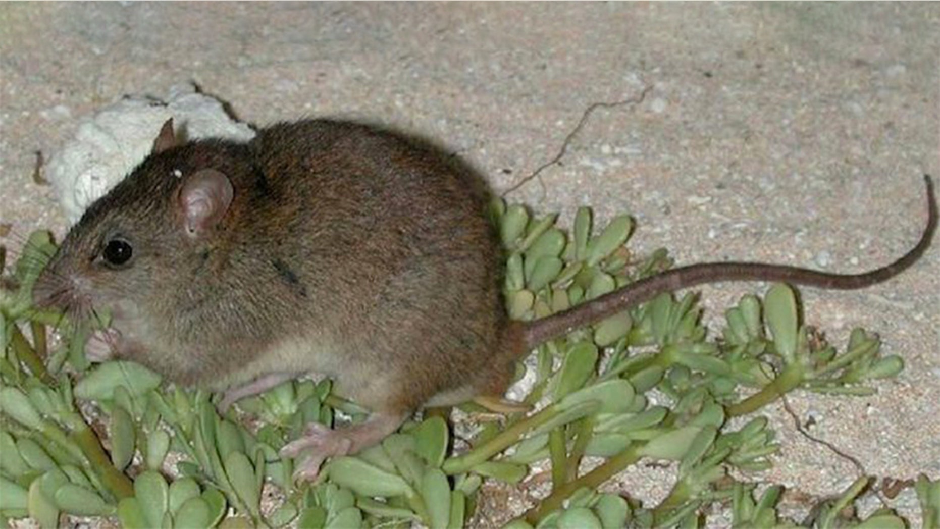 The Bramble Cay melomys, a rat-like rodent known to live on an island near the Great Barrier Reef, has been officially declared extinct by the Australian government.