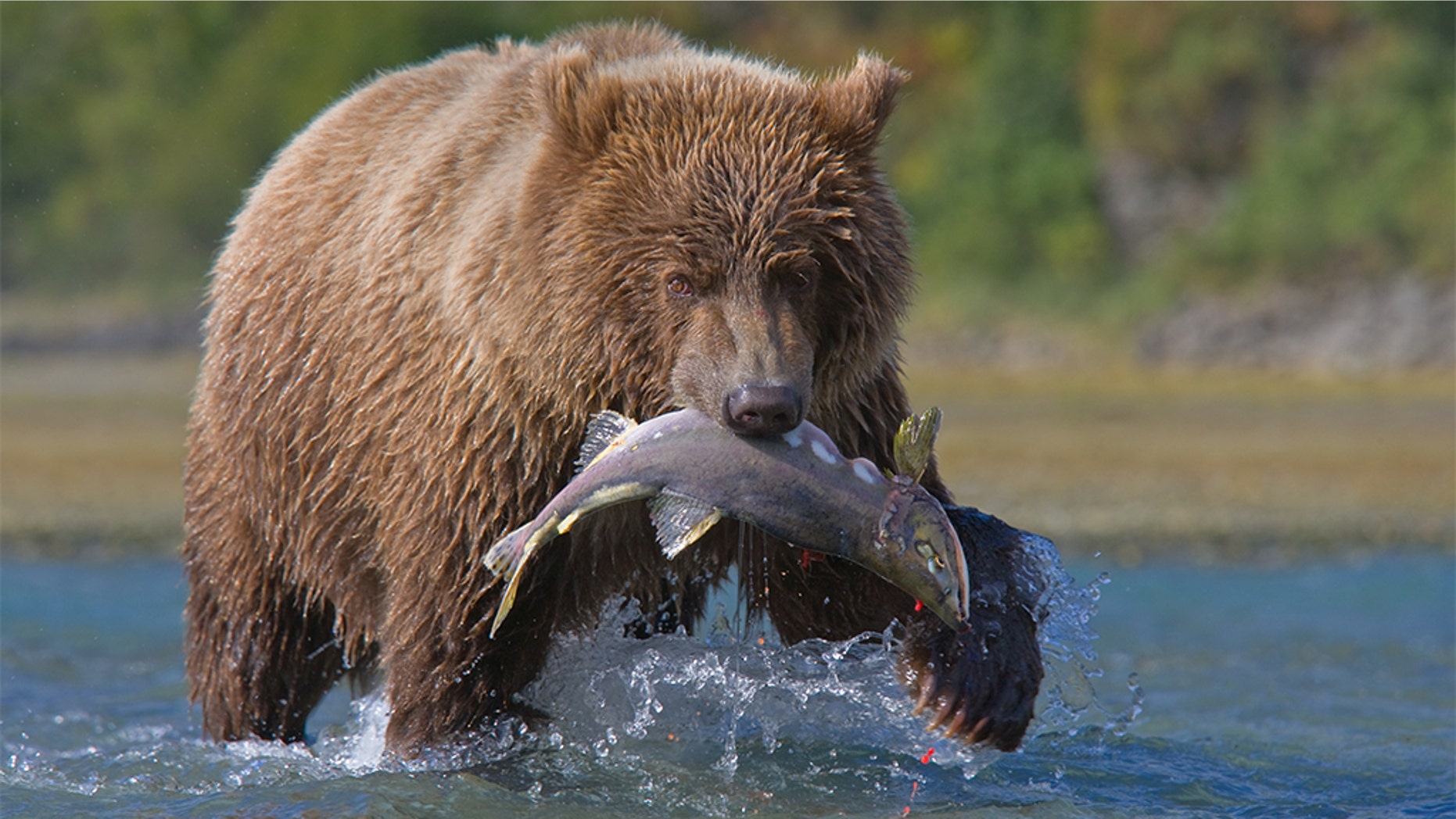 A wildlife center in Oregon is providing the opportunity for scorned lovers to name a salmon after their ex and have it fed to brown bears.