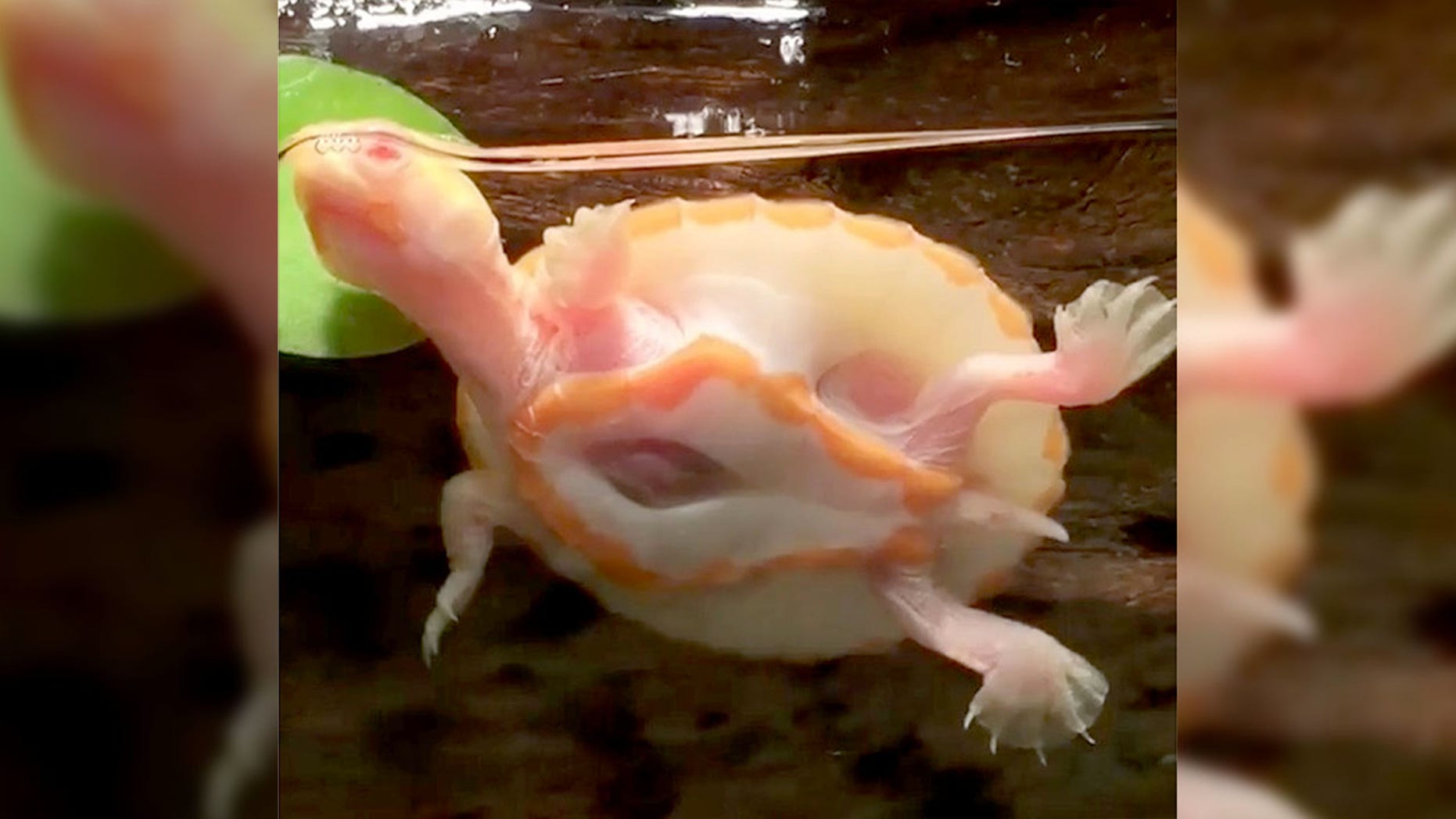 An adorable albino turtle has become viral while her heart beats wildly. Tiny Hope has a disease so rare that there is no name for it in veterinary medicine and it is called Nectopia cordis in humans. (Credit: News News) 