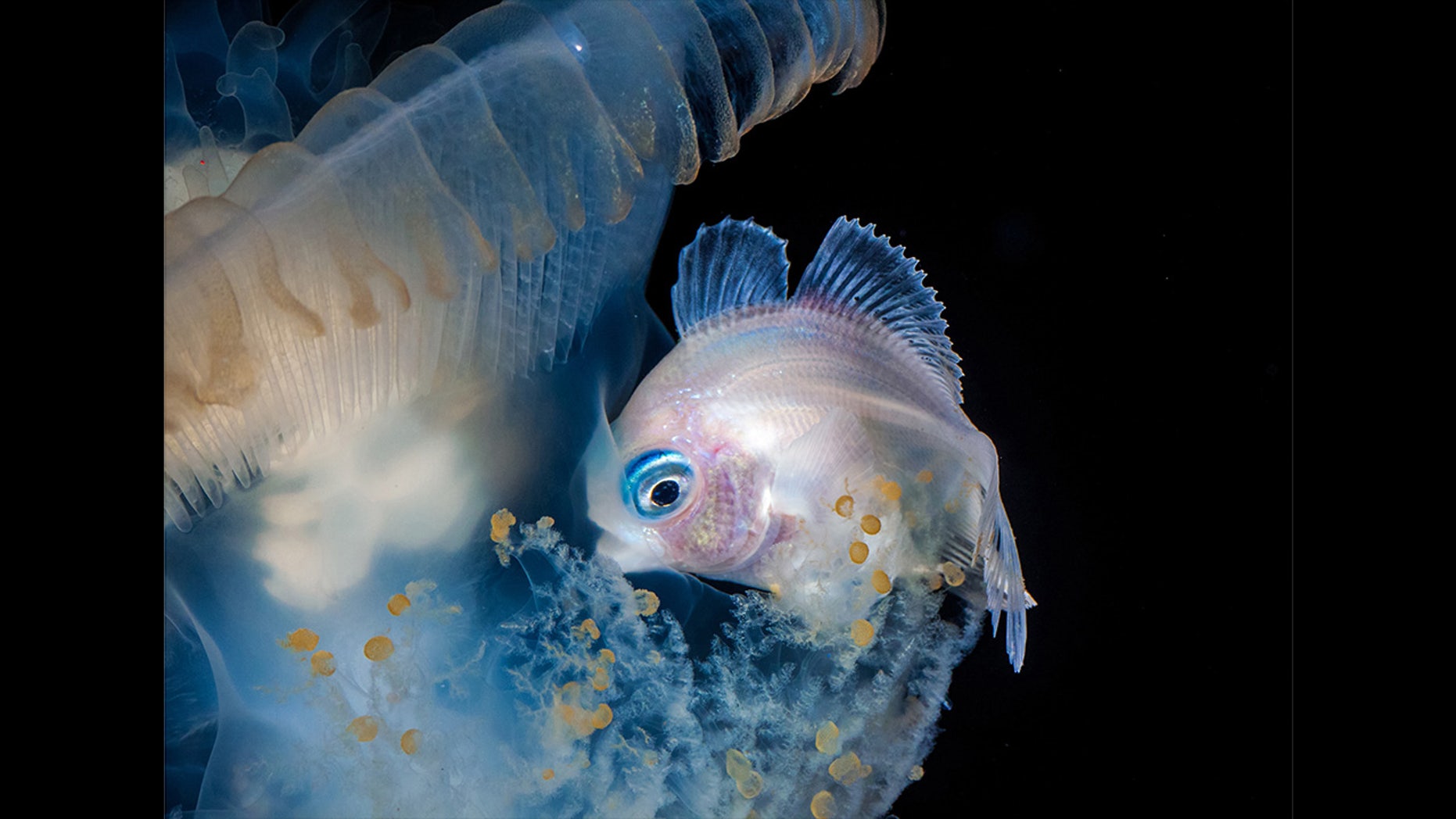 File photo - This snapper has taken a Stranger Things approach to his underwater photography, peering into the Upside Down and photographing the most intriguing creatures of the deep.Â 