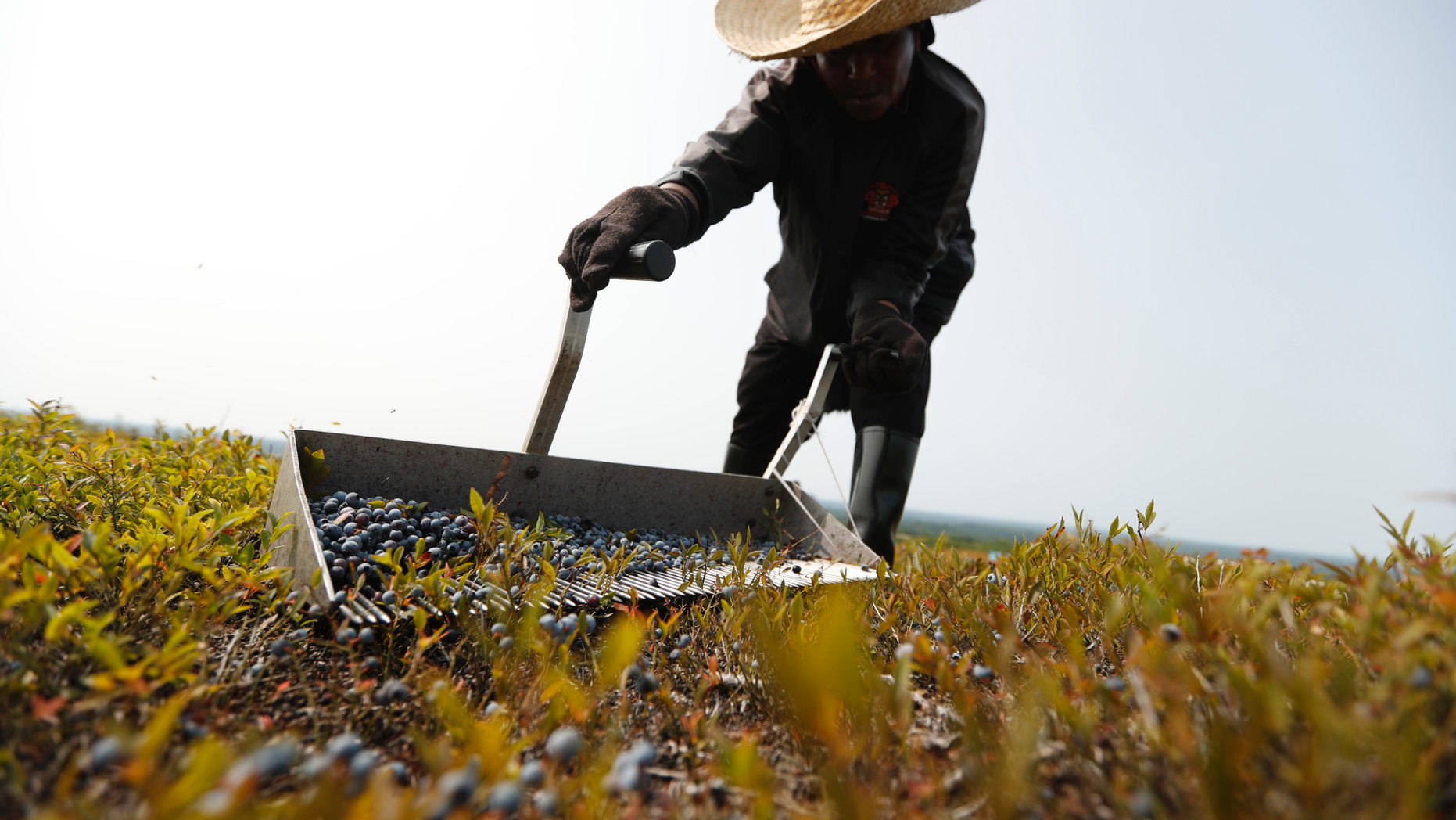 FILE- In this Aug. 24, 2018, file photo, a worker rakes wild blueberries at a farm in Union, Maine. On Thursday, Feb. 14, 2019, the Labor Department reports on U.S. producer price inflation in January. (AP Photo/Robert F. Bukaty, File)
