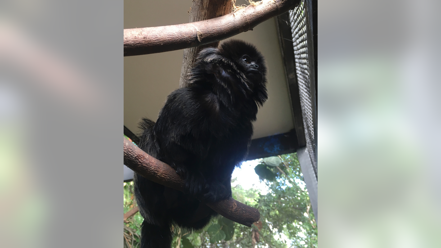 In this undated photo provided by the Palm Beach Zoo, Kali, a 12-year-old rare Goeldi's monkey, sits on a branch at an enclosure at the zoo, in West Palm Beach, Fla. Police in Florida are on the lookout for the monkey that was stolen Monday, Feb. 11, 2019, from the zoo. Zoo president Margo McKnight said Goeldi's monkeys are "increasingly sought after for the illegal pet trade." (Palm Beach Zoo via AP)