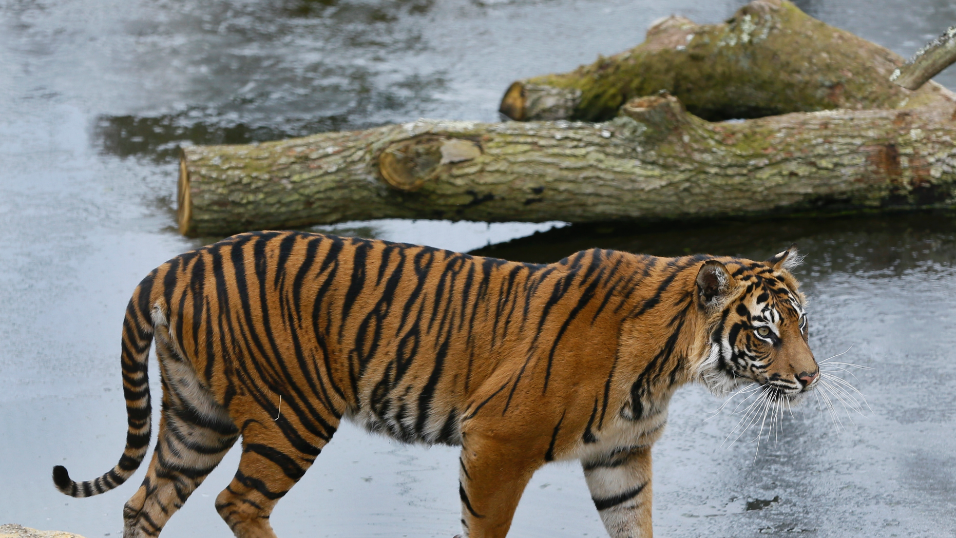 New tiger introduced to London Zoo immediately kills its mate