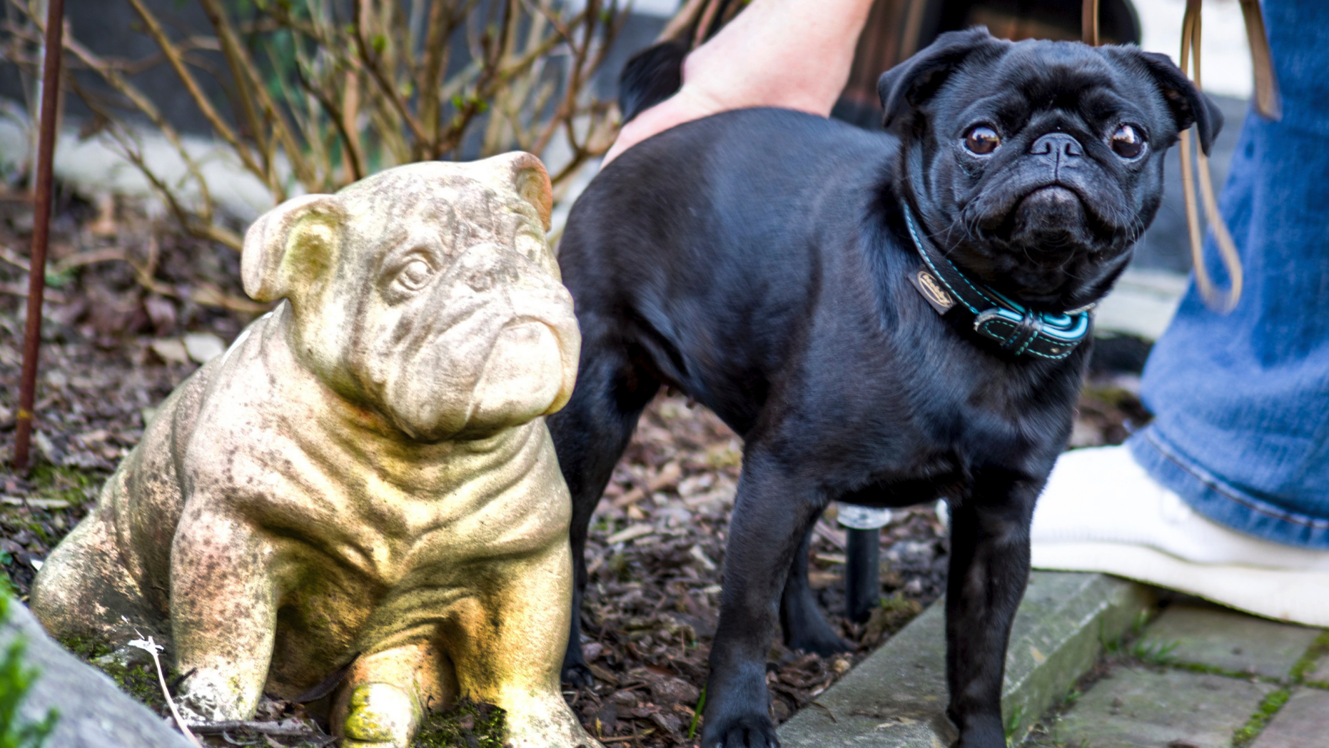 In this Wednesday, Feb. 27, 2019 photo pug dog Edda is pictured in Duesseldorf, Germany. Officials in Germany are defending their decision to seize an indebted family's pet pug and sell it on eBay, saying the move was a last resort because authorities were unable to find anything else to take. (Mikko Schimmelfeder/dpa via AP)