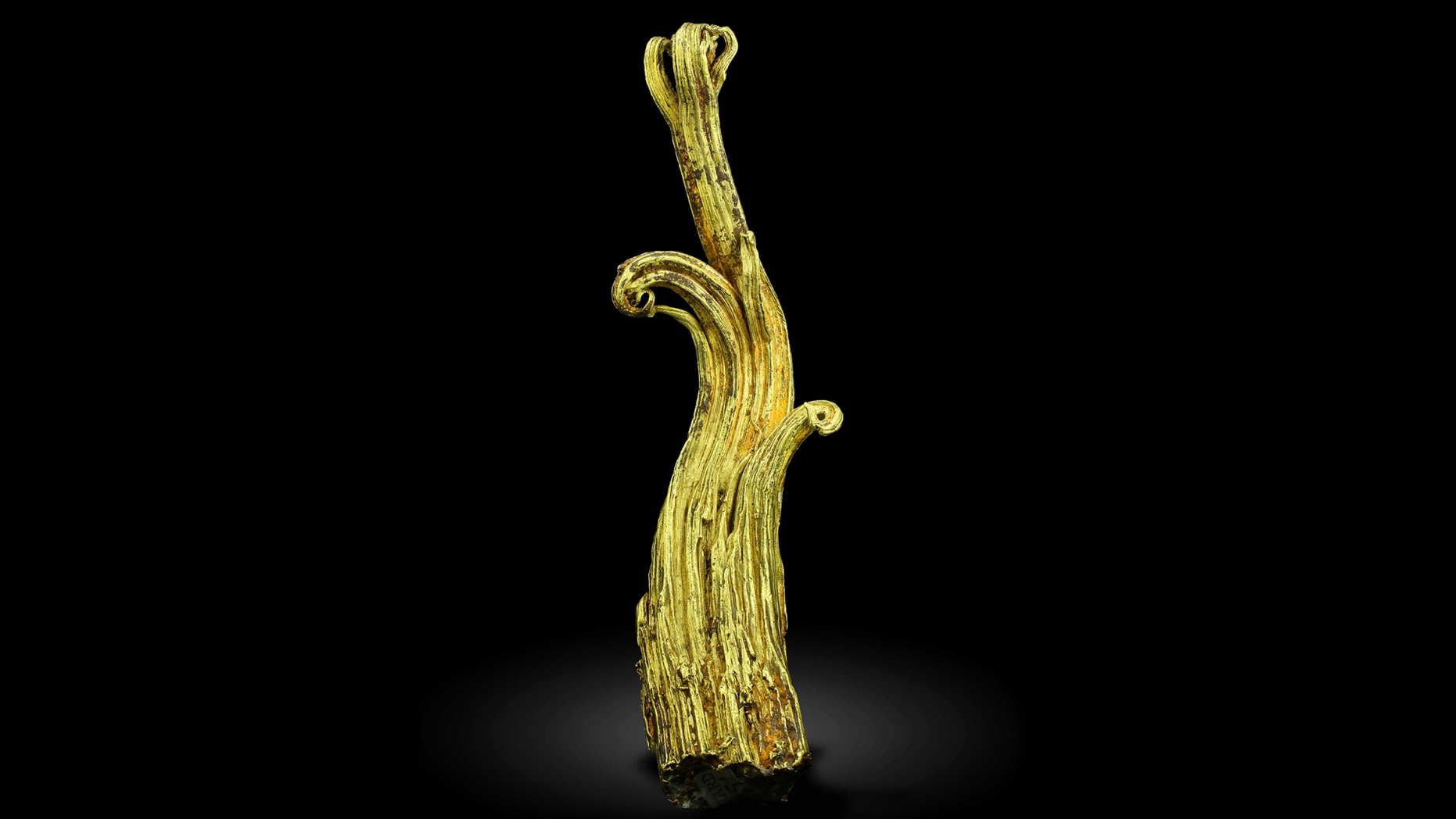 This undated image provided by the Mineralogical and Geological Museum of Harvard University shows a rare gold specimen called the "Ram's Horn." A team of scientists used neutrons from a particle accelerator at Los Alamos National Laboratory in New Mexico to learn more about the specimen's structure and formation process. (Mineralogical and Geological Museum of Harvard University via AP)