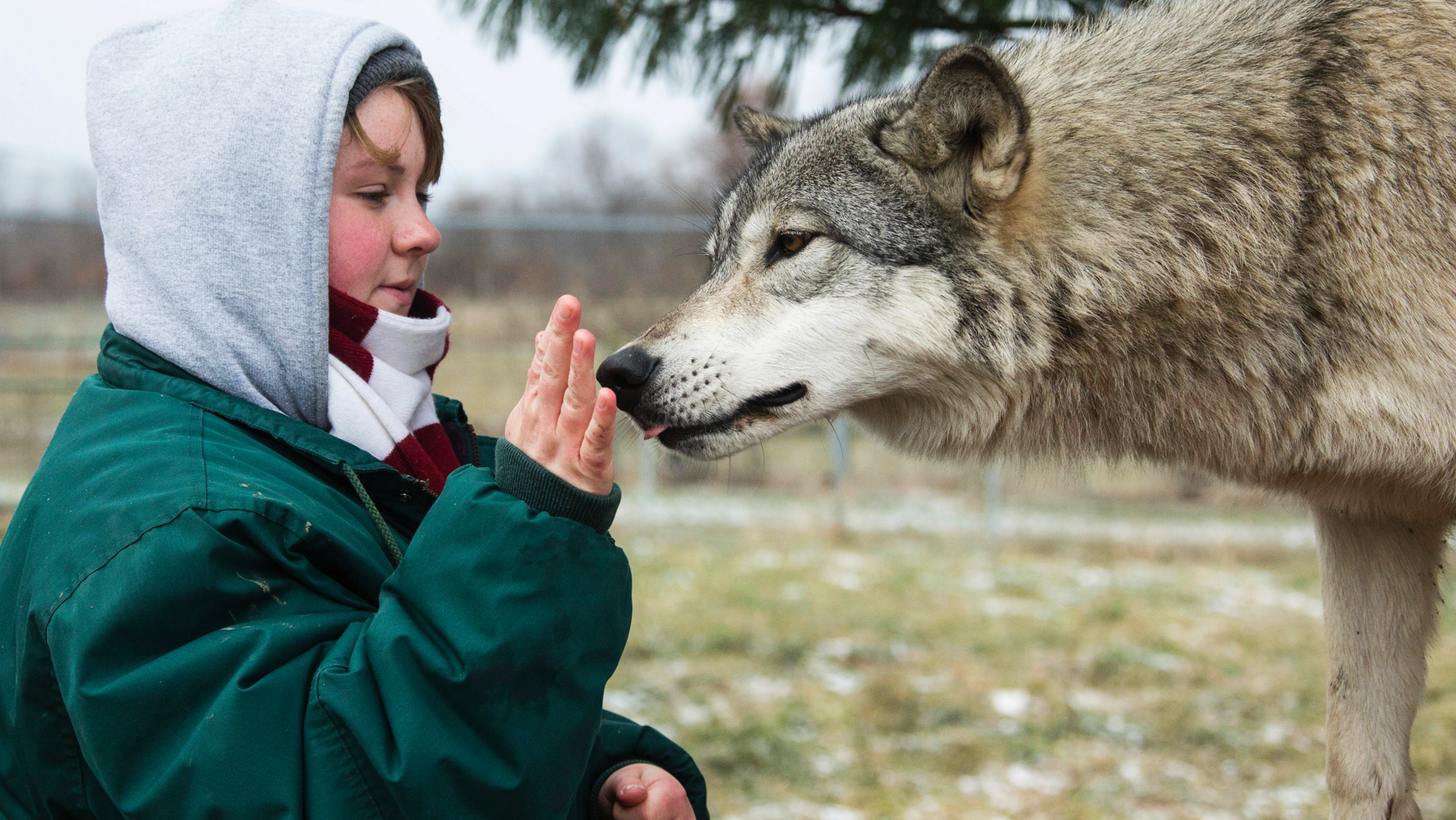 FILE - In this December 2018 file photo provided by Wolf Park, intern Alexandra Black pets Niko the wolf at Wolf Park in Battle Ground, Ind. A witness told authorities that a gate blocked by a ball at a North Carolina animal preserve allowed a lion to reach three people cleaning an enclosure and begin a fatal attack, biting Black's ankle and pulling her into the enclosure, according to a medical examiner’s report. (Monty Sloan/Wolf Park via AP)