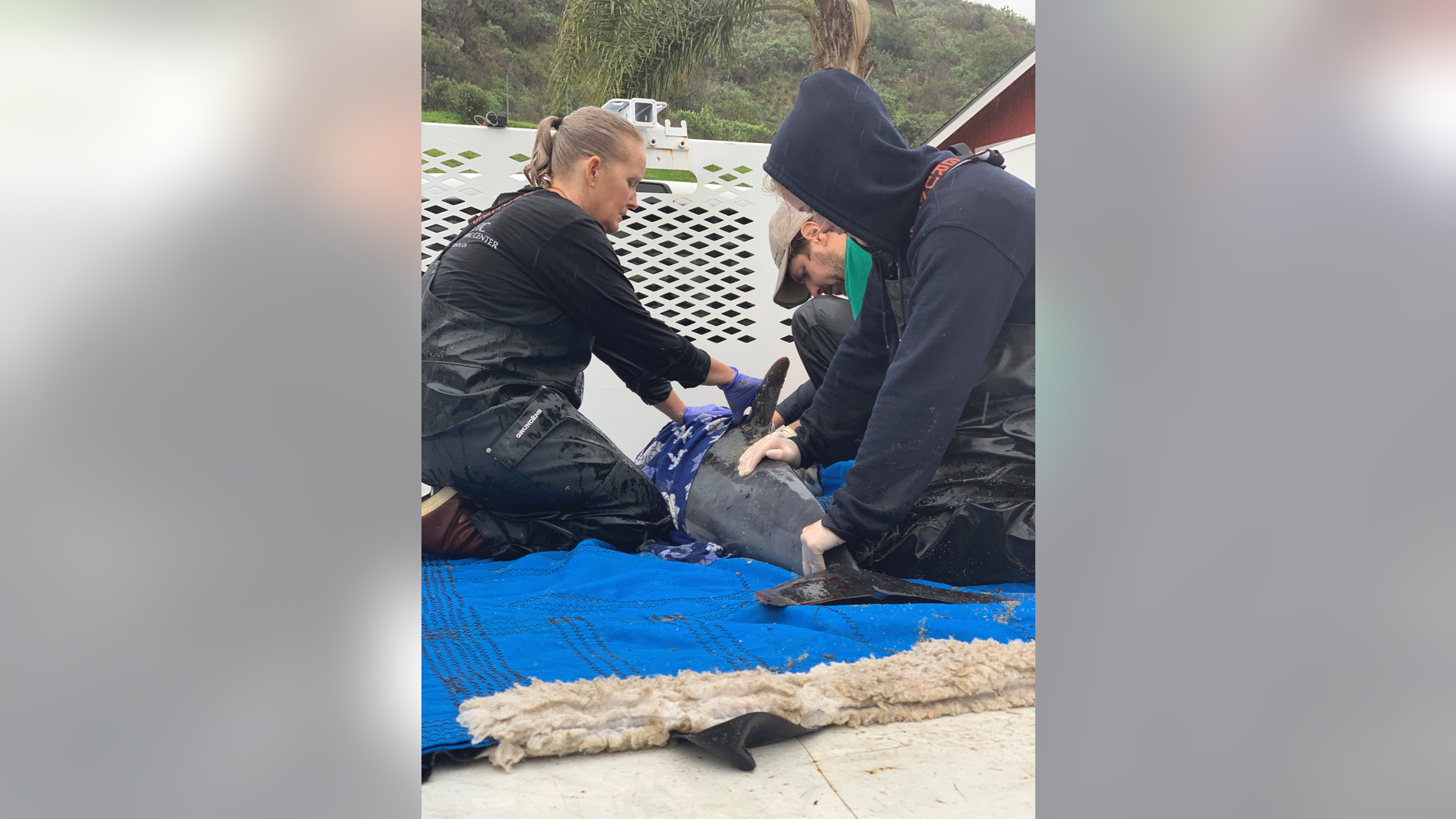 In this Monday Feb. 4, 2019 photo provided by the Pacific Marine Mammal Center, Wendy Leeds Animal Care coordinator, left, with volunteer Colby Hollabaugh, center, and Amanda Walters education instructor receive a dolphin at the Pacific Marine Mammal Center in Laguna Beach, Calif. Experts are concerned about an increase in dolphin strandings along the Southern California coast. The Pacific Marine Mammal Center says it has responded to six beached dolphins this month and received reports of two others. The strandings began with three common dolphins beaching themselves on Feb. 4. (Pacific Marine Mammal Center via AP)