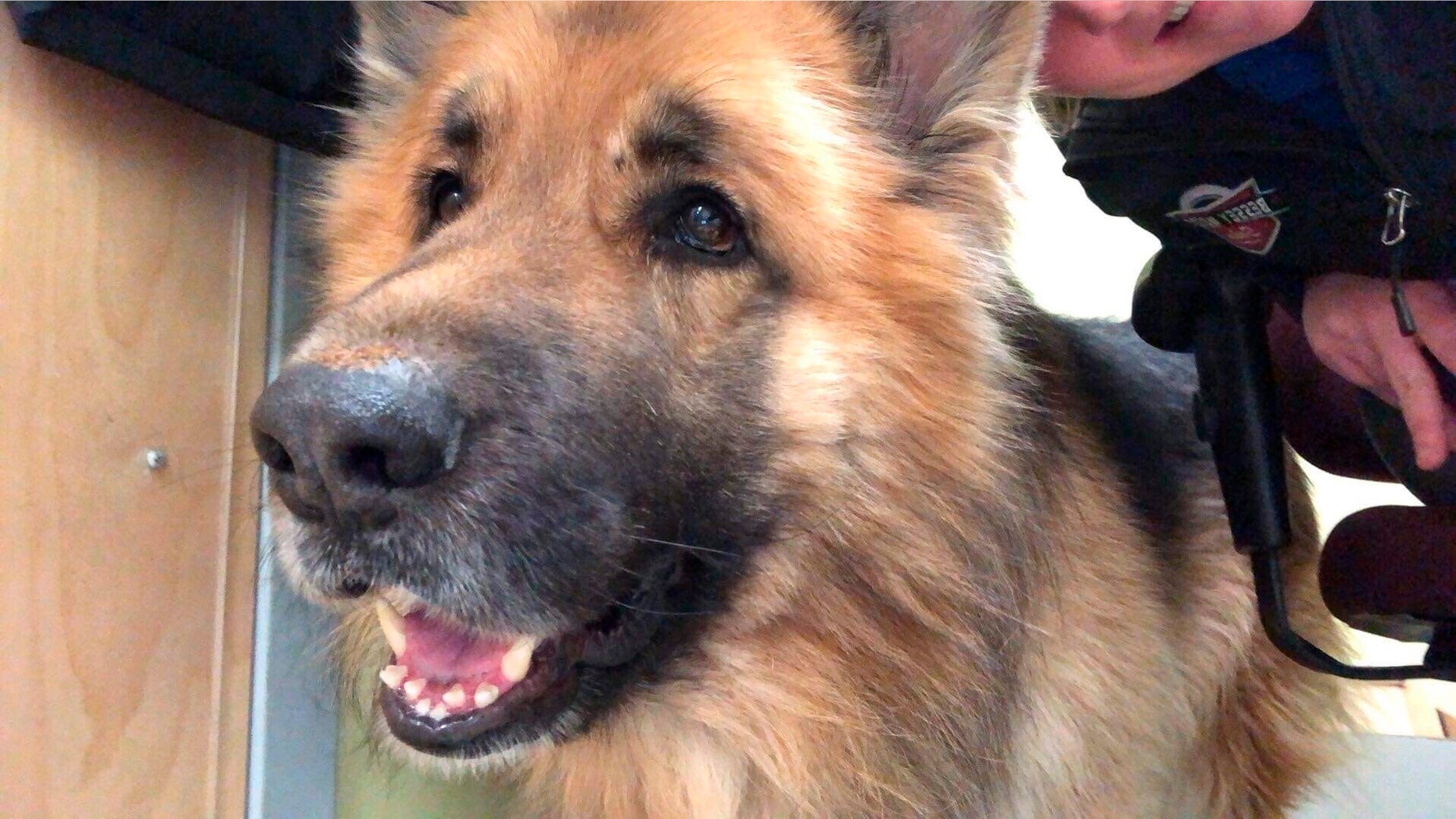 In this Feb. 14, 2019, photo provided by Morgan Miles, Kaiser, a king shepherd dog, gets petted at the Responsible Pet Care of Oxford Hills shelter in South Paris, Maine. The 5-year-old dog went missing in Ashby, Mass., eight months ago, and made his way 175 miles away to Maine. Kaiser’s owner was reunited with his dog Sunday, Feb. 17. (Morgan Miles via AP)
