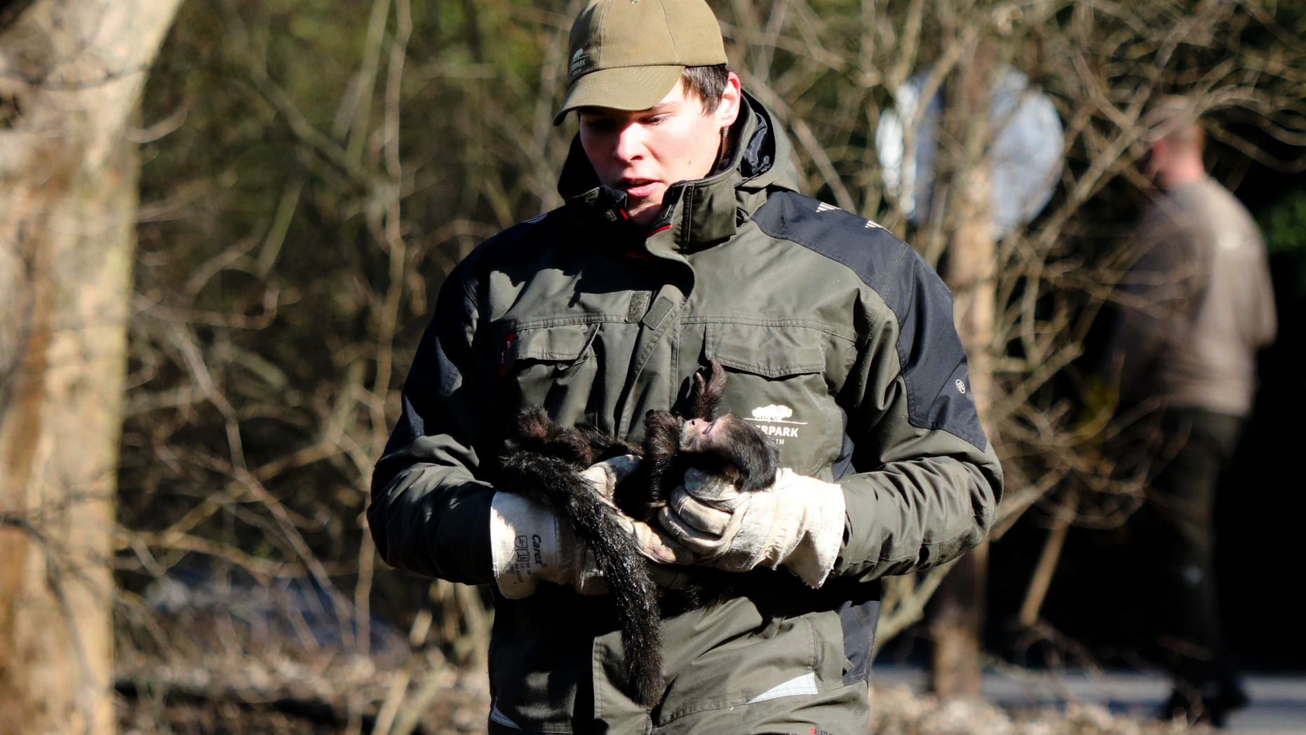 In this Saturday, Feb. 23, 2019 photo provide by the Tierpark Berlin, pet keeper Fabian Behnke carries capuchin monkey Philippa back to the enclosure after the monkey was escaped in the Zoo on Feb. 14, 2019. (Tierpark Berlin via AP)