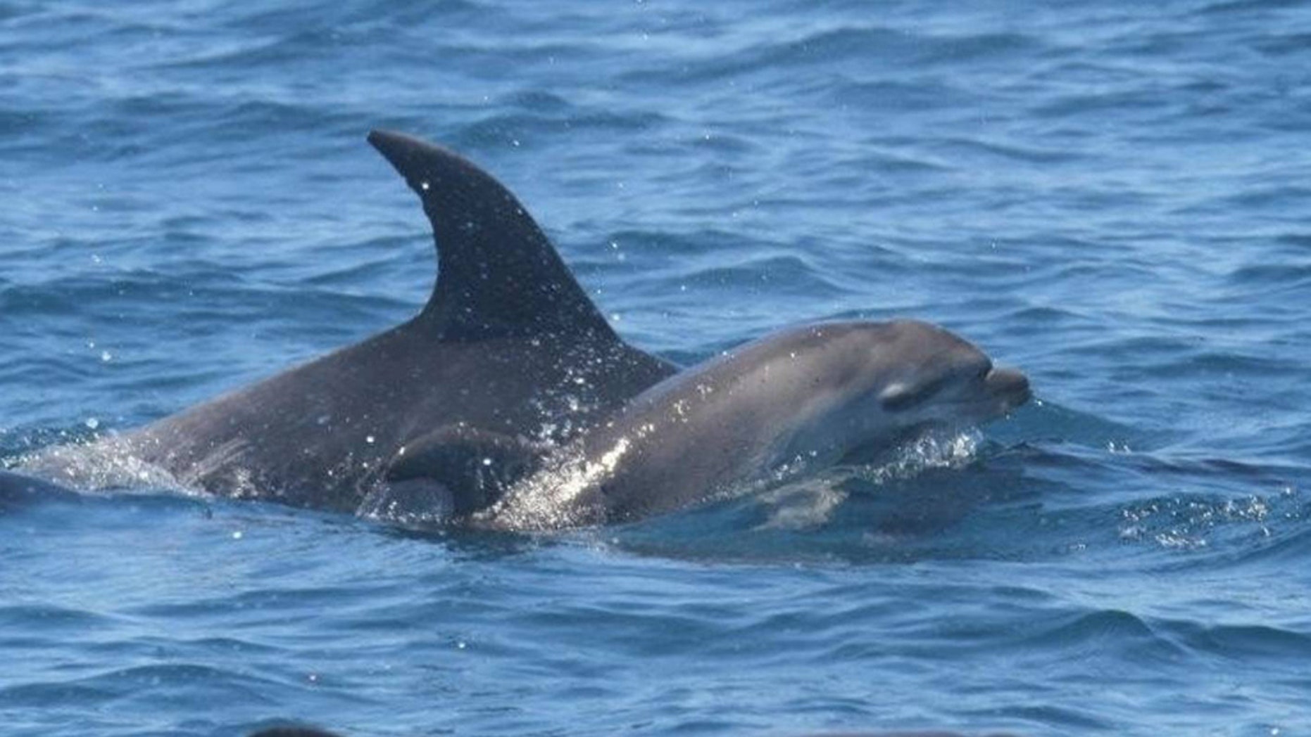 ‘Grieving’ dolphin in New Zealand spotted holding dead calf, officials say