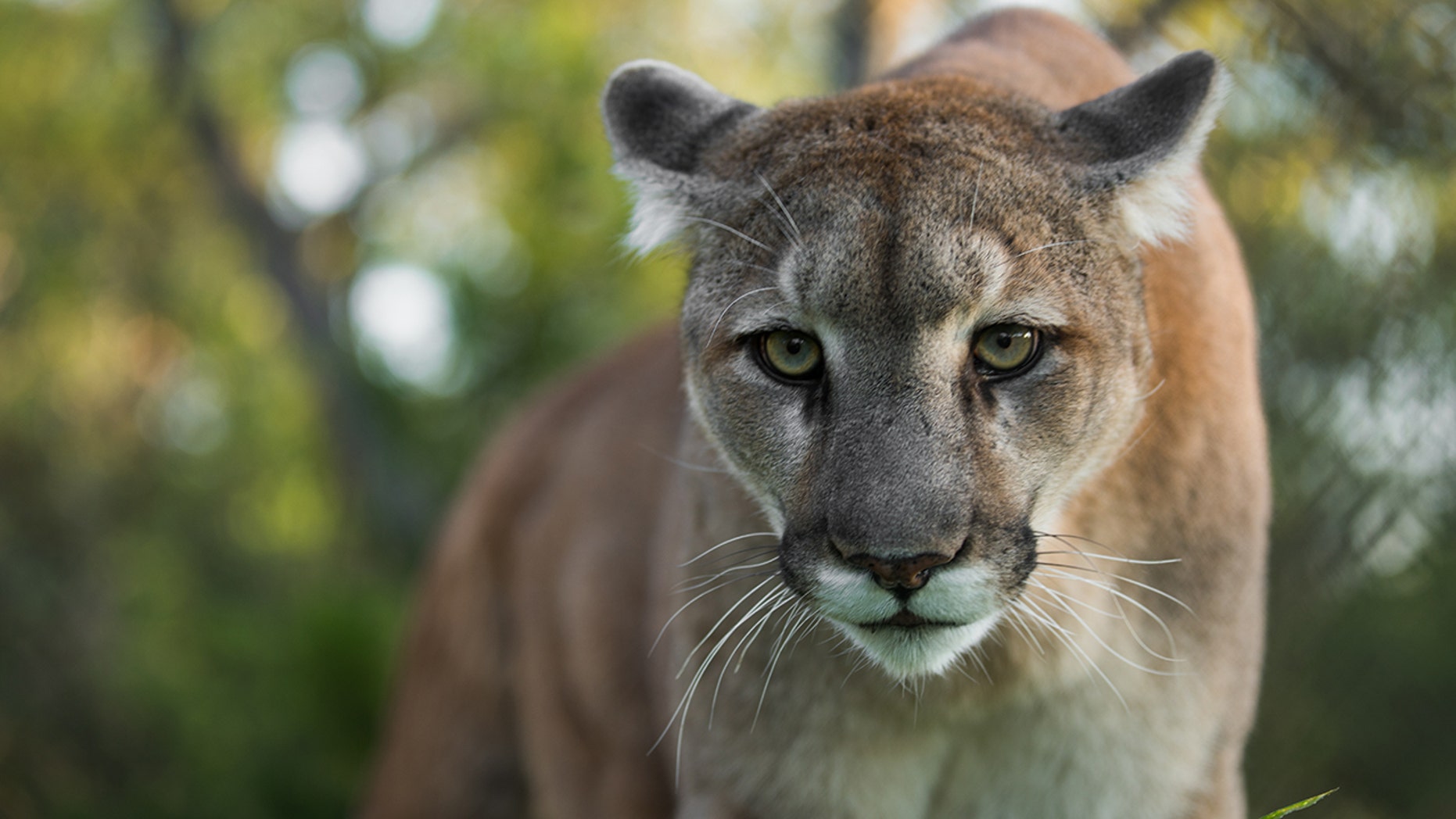 florida puma