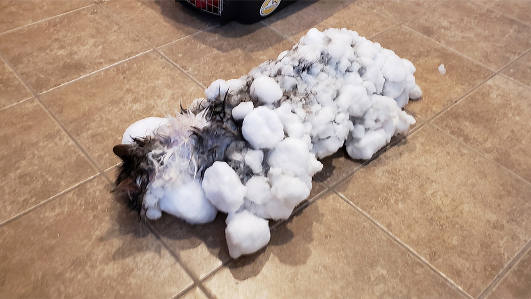 "Fluffy" was covered in snow and ice after the cat's owners found it in a snowbank in Kalispell, Montana. (AP Photo)
