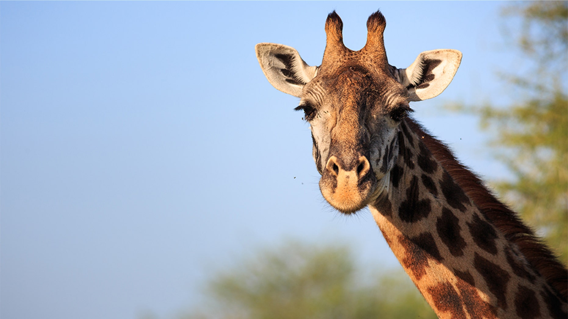 giraffe dies from tragic