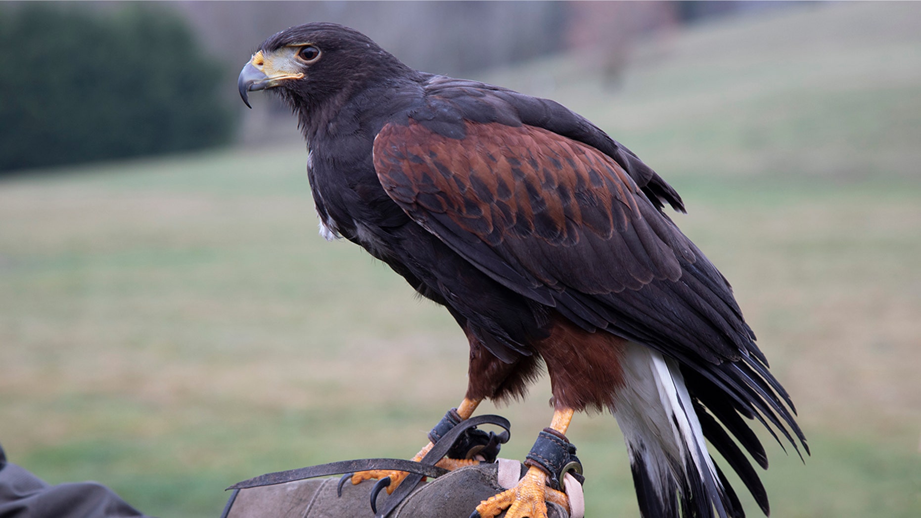 A Harris hawk, like the one pictured, was stolen near Heathrow Airport on Tuesday evening.