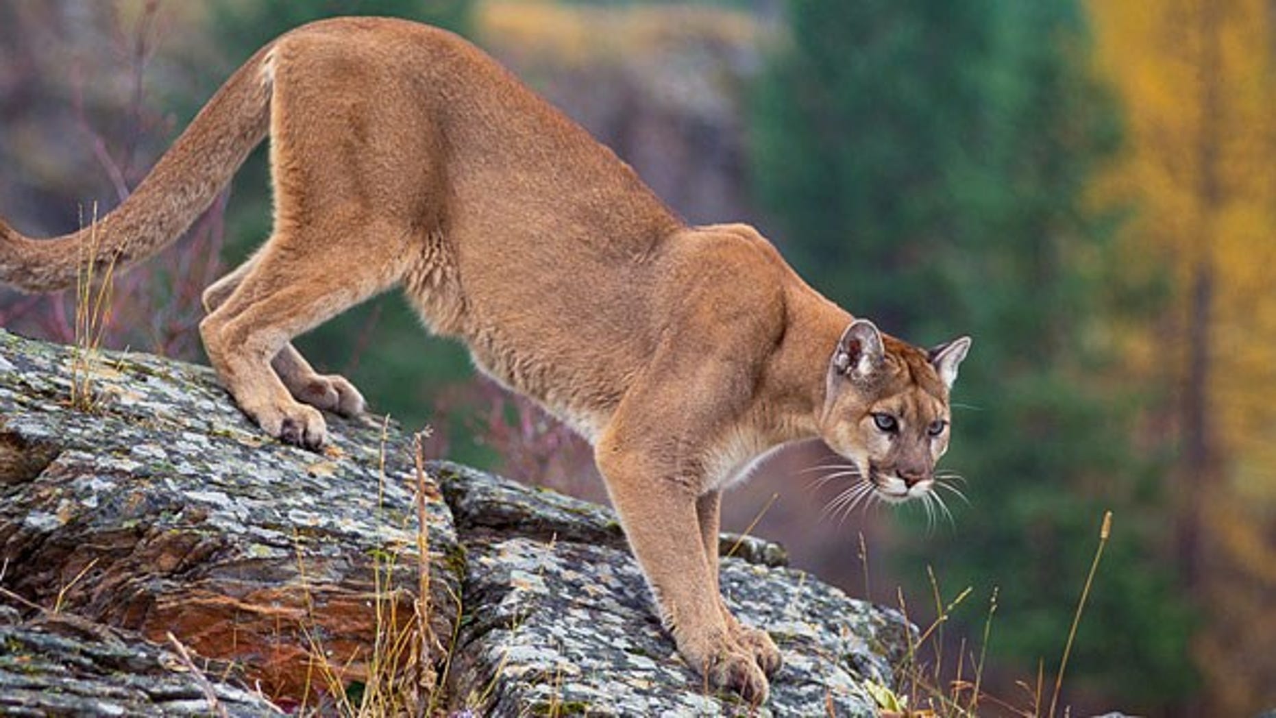 how fast can a mountain lion run how fast can a mountain lion run