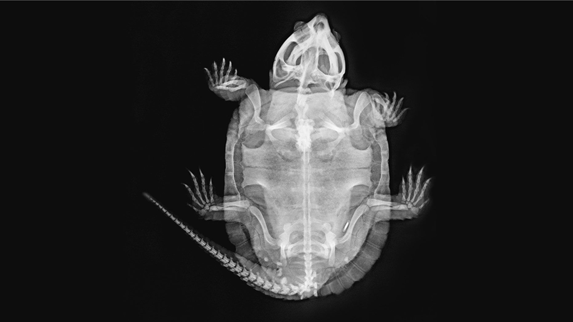 ZSL London Zoo released a range of stunning images, including the one above, of Nasi, a big-headed turtle.