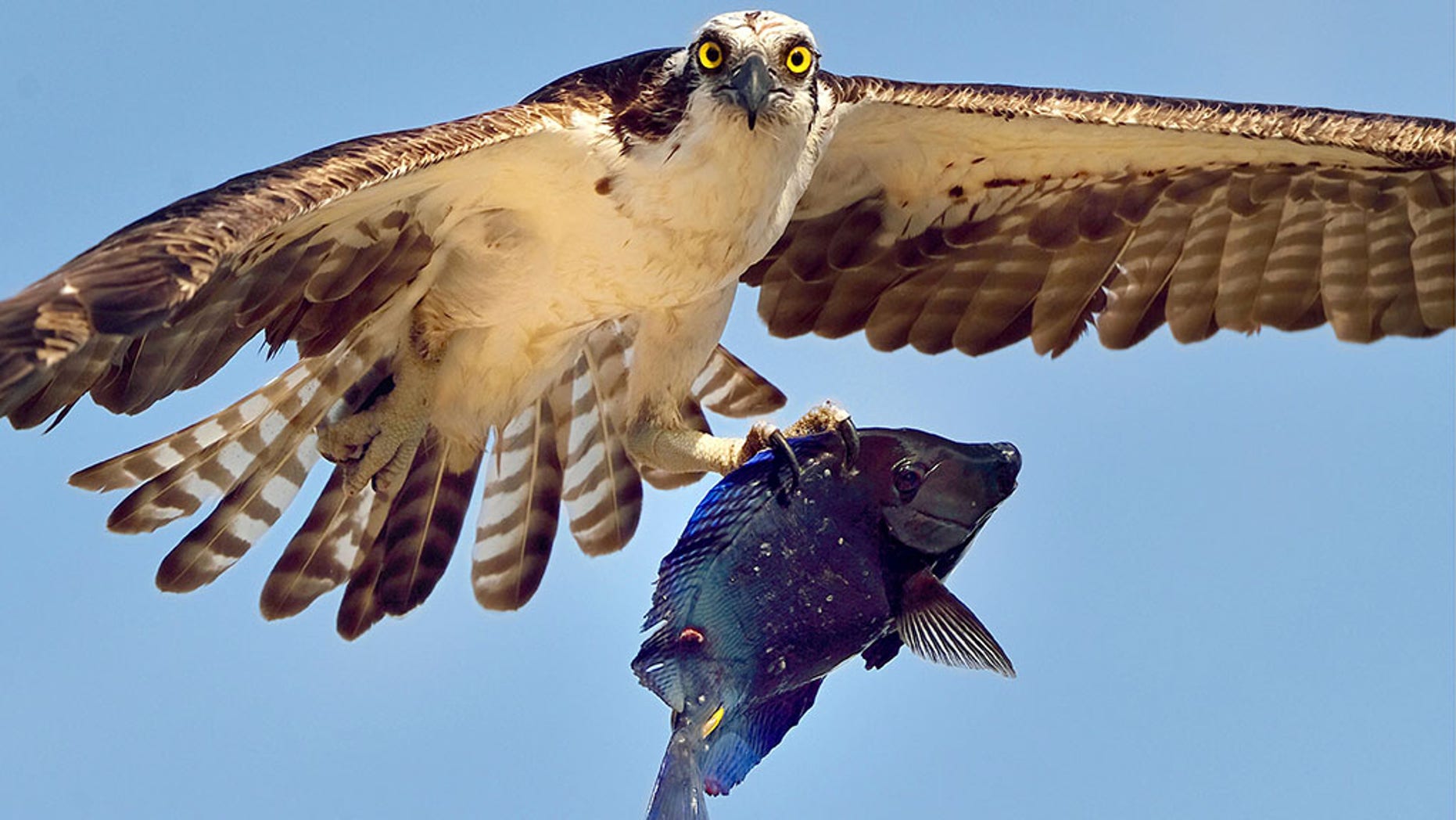 Osprey carries off vibrant blue coral reef fish in Aruba, stunning images show