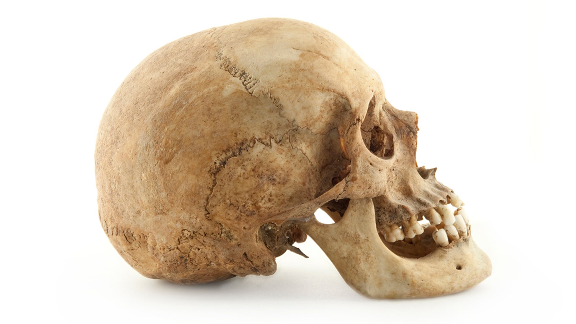 A human skull was discovered in a remote, wooded area near Tuscaloosa, Alabama