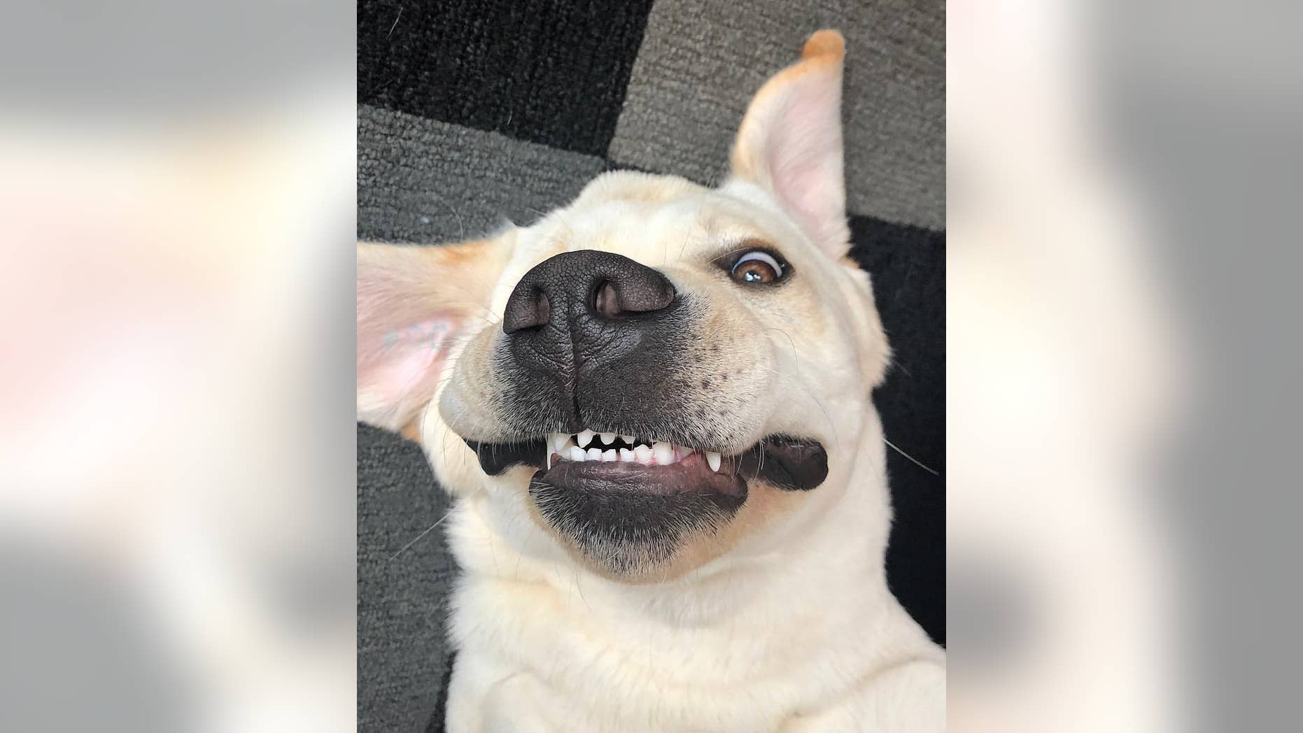 Just look at those pearly whites.