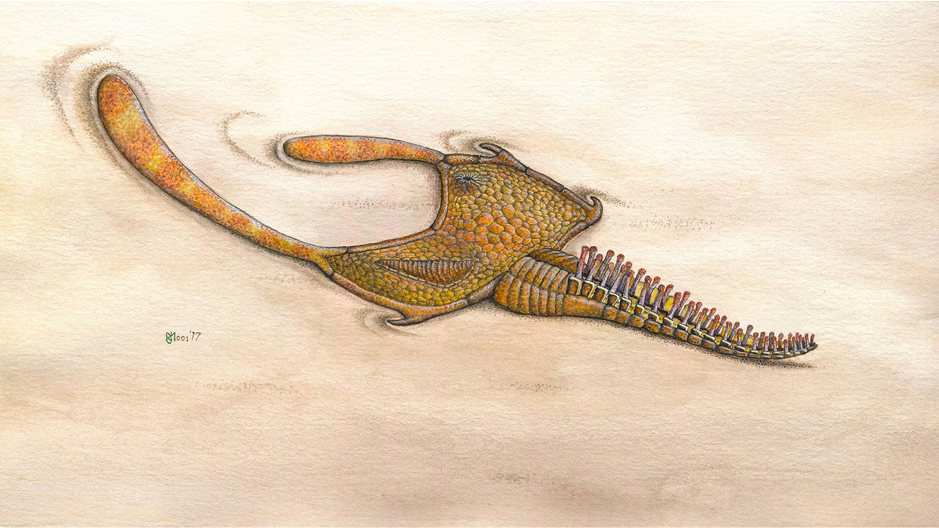 An illustration of the stylophoran genus <i>Thoralicystis</i>.