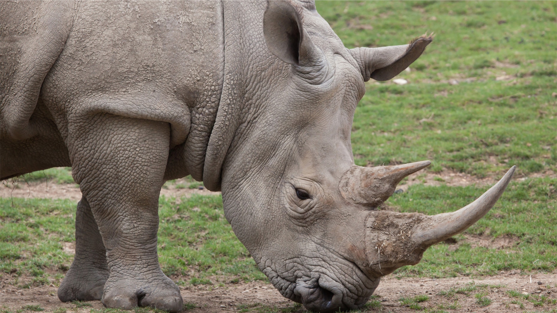 A suspected rhino poacher was trampled by an elephant and then eaten by lions at a South African national park.