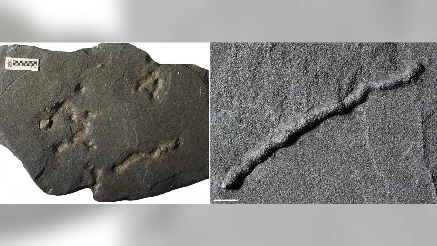 Until now, the oldest traces of motility (an organism's ability to move independently using metabolic energy) dated to about 600 million years ago. But now, newly analyzed fossils suggest that motility dates back to 2.1 billion years ago. (Scale bar: 1 centimeter, or 0.4 inches.)