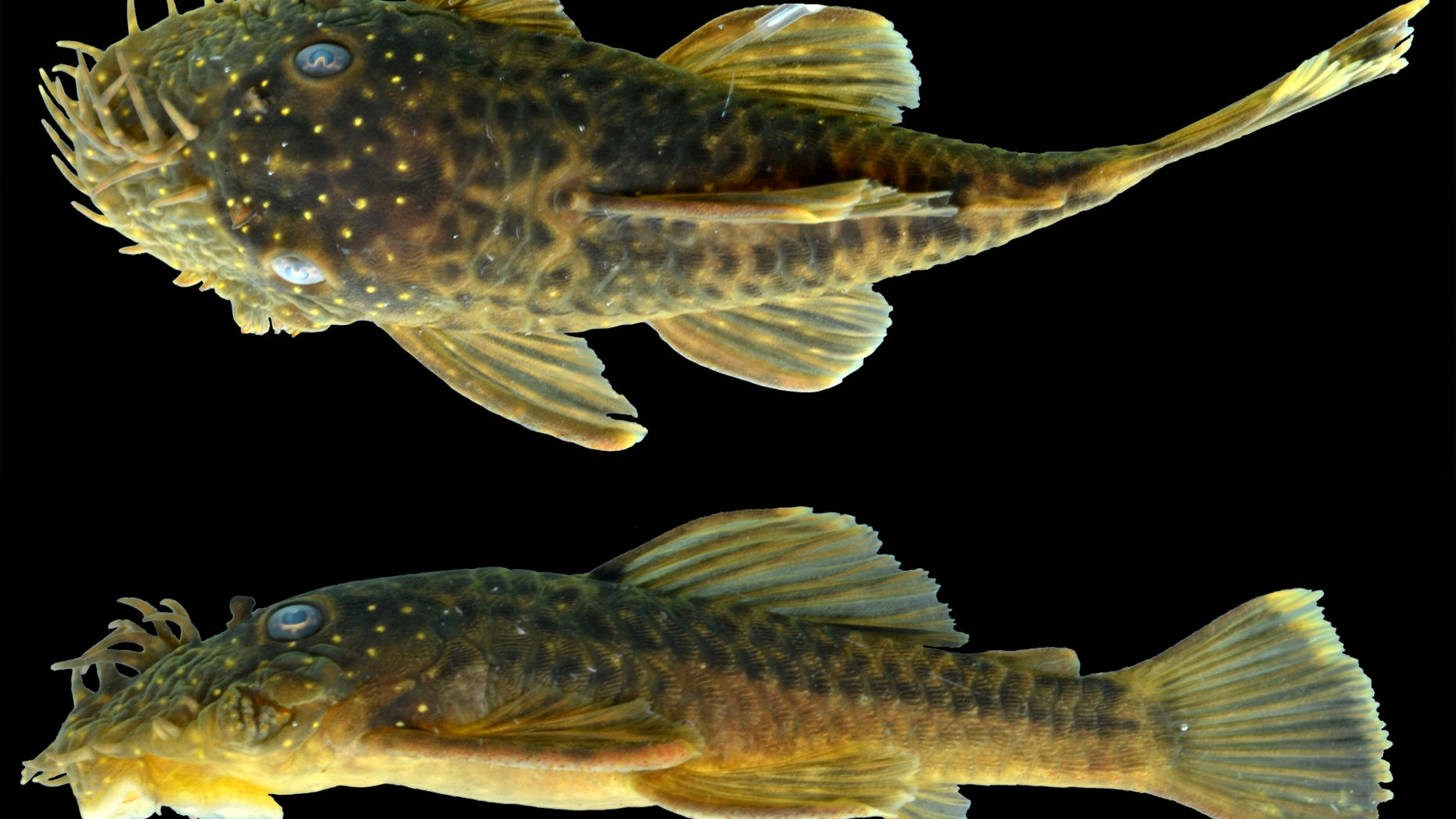 <em> Ancistrus kellerae </em>, is one of six new species of bristlenose catfish discovered in the Amazon.