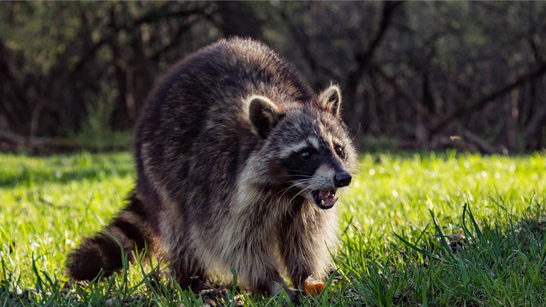 Raccoons In Louisiana Infected With Rabies like Disease That Could Raccoons In Louisiana Infected With Rabies like Disease That Could