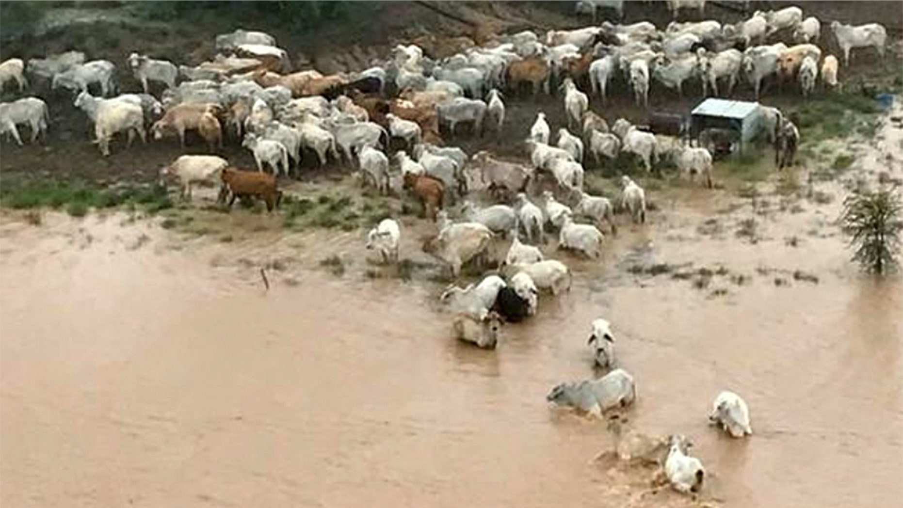 Stranded cows are seen surrounded by floodwater in Queensland, Australia February 5, 2019 in this still picture obtained from social media on February 8, 2019.