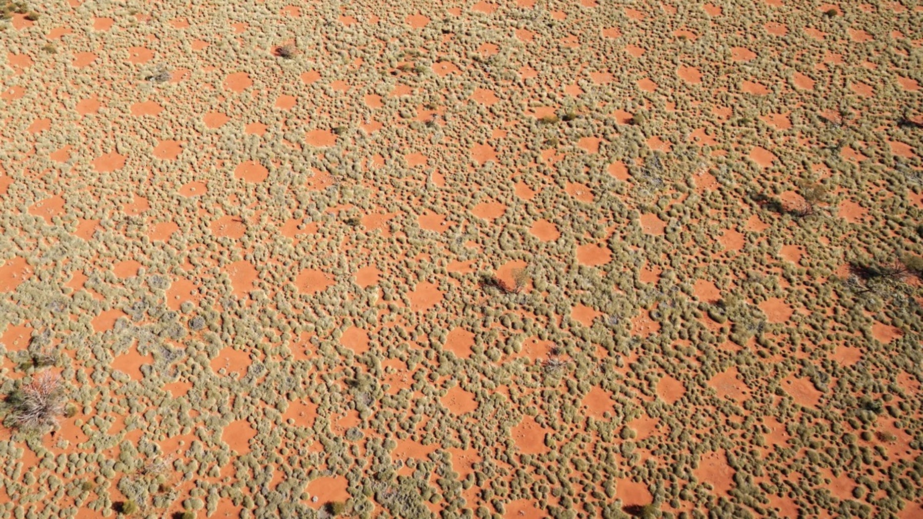 The Australian fairy circles (seen from above) form an additional source of water in this arid region, because the rainwater flows toward the grasses on the edge.