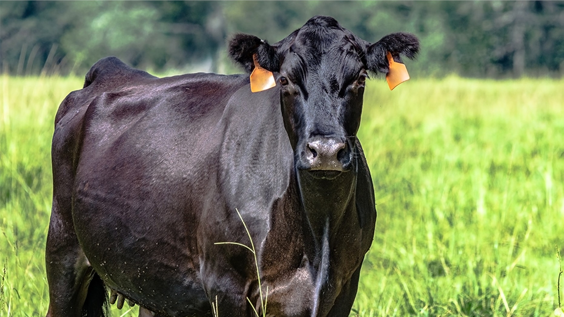A Kansas cow like this one was shot by police after charging an officer following his escape from a slaughterhouse