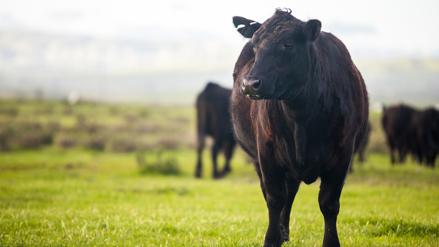 Supermarket customers in China were in for a surprise when a small herd of cattle wandered into the store and started munching on fruit.