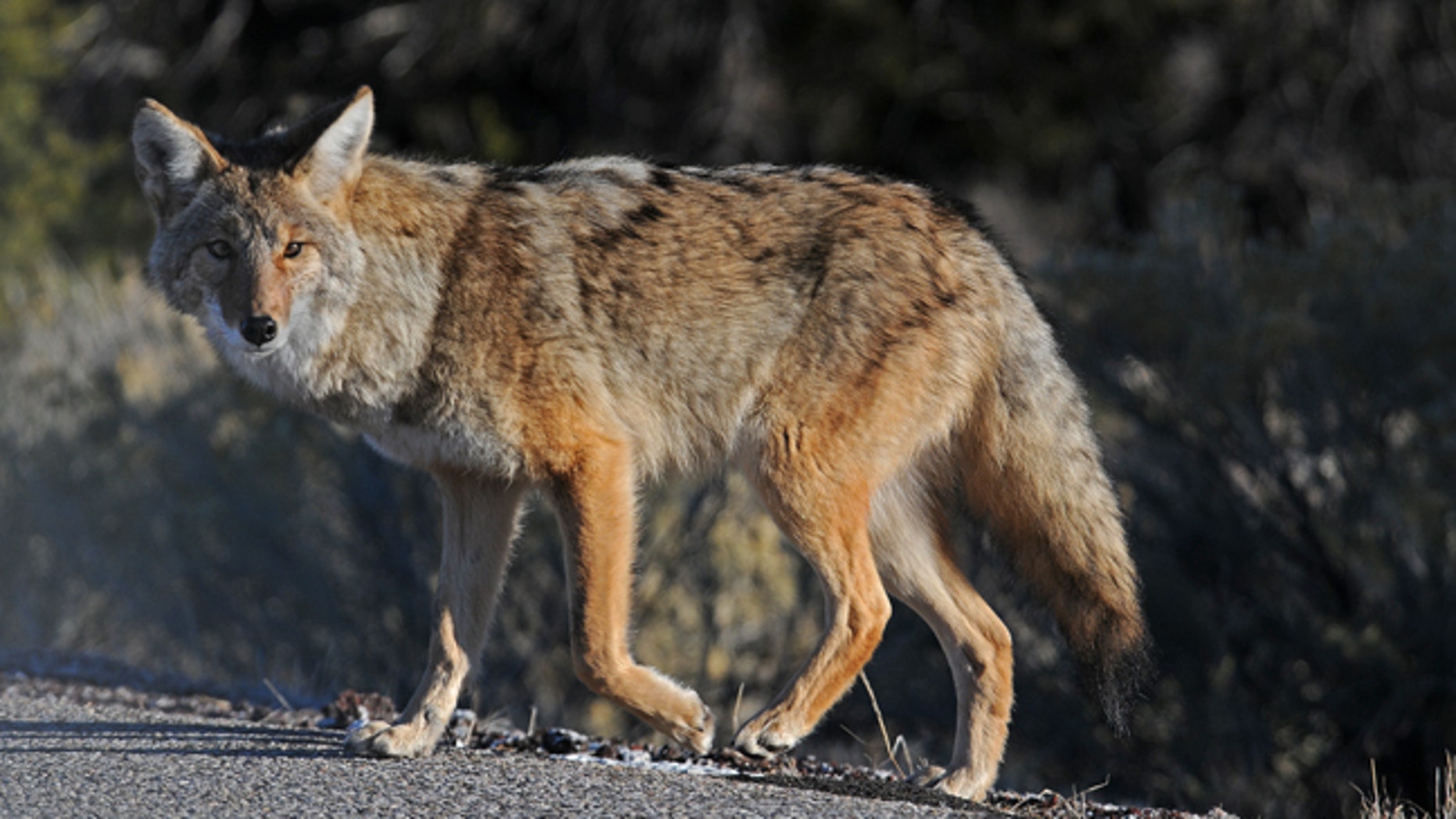 FILE: A man from Florida used a cup of coffee to fight an aggressive coyote.