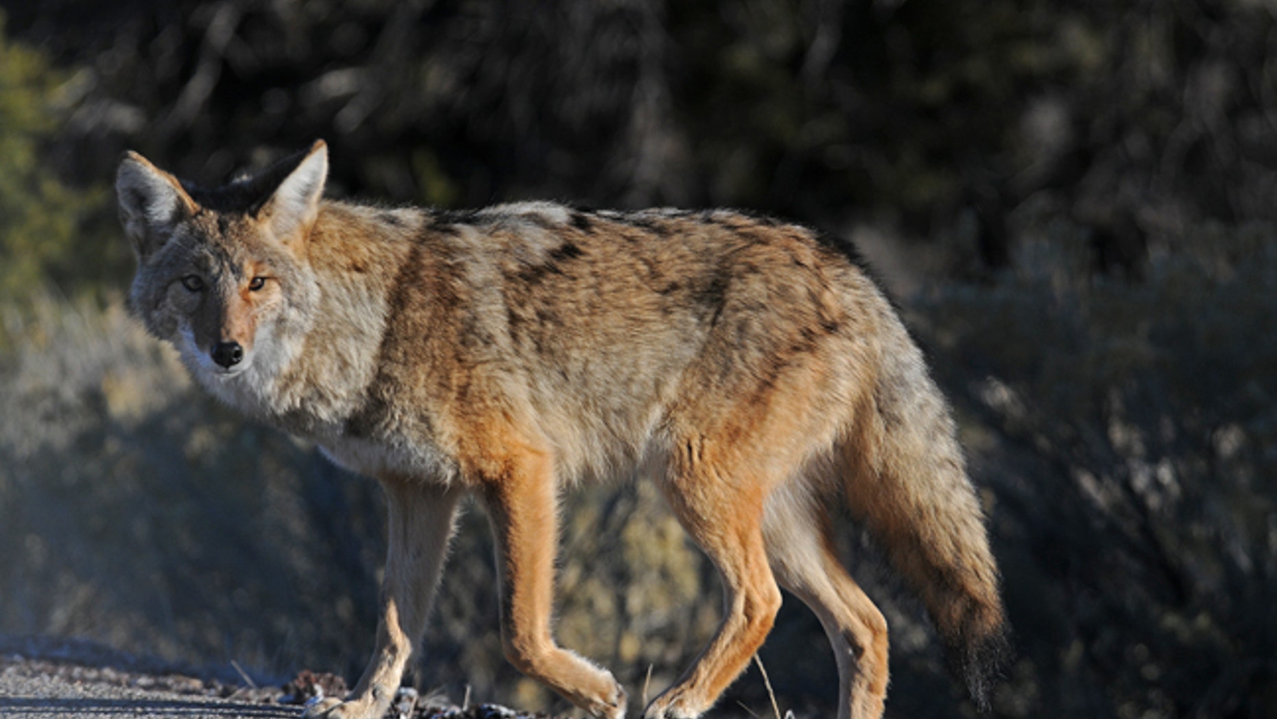 FILE: A man from Florida used a cup of coffee to fight an aggressive coyote.