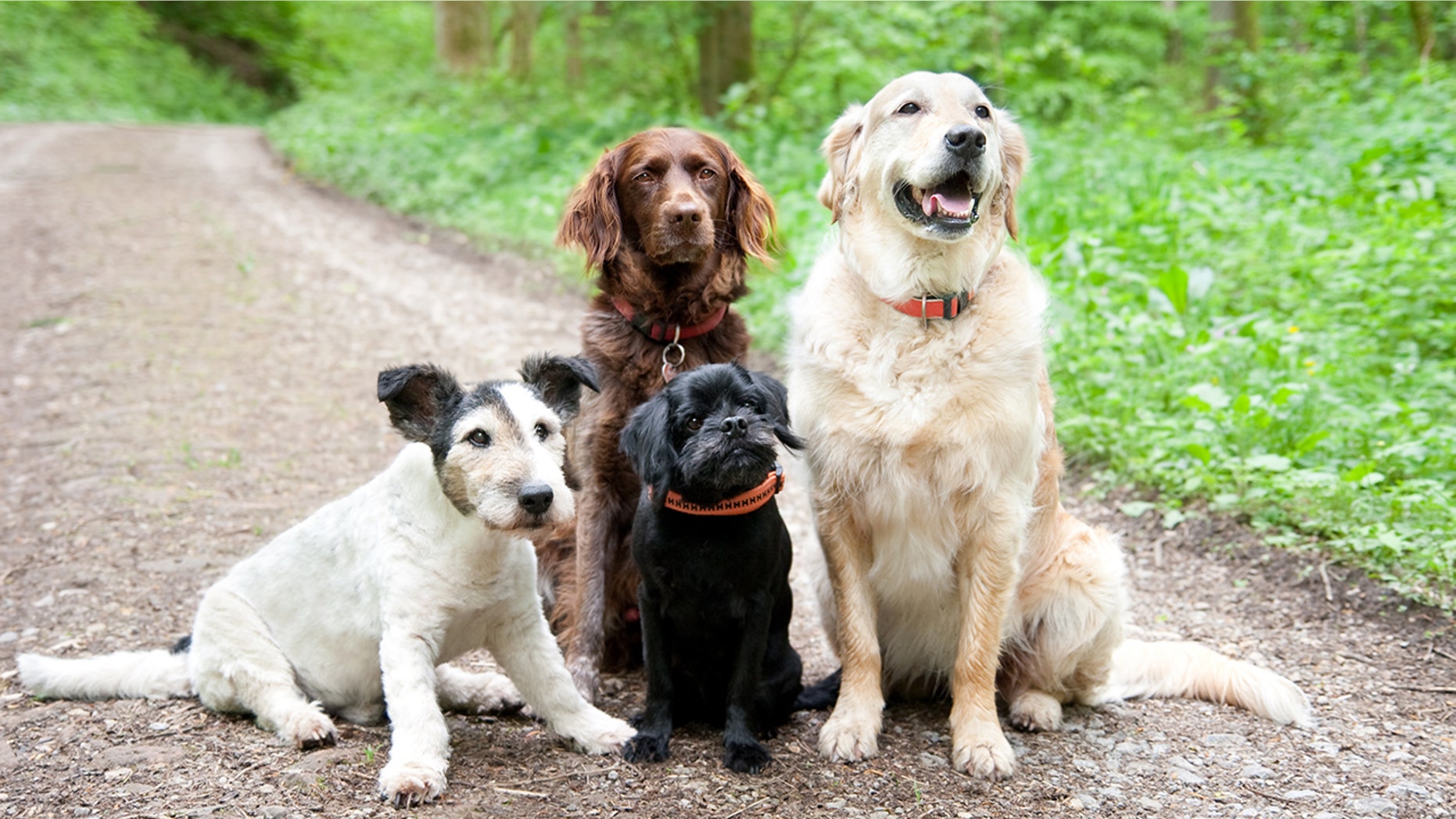 Dogs' personalities can change based their owners' personalities, a new study has found. (Stock image)