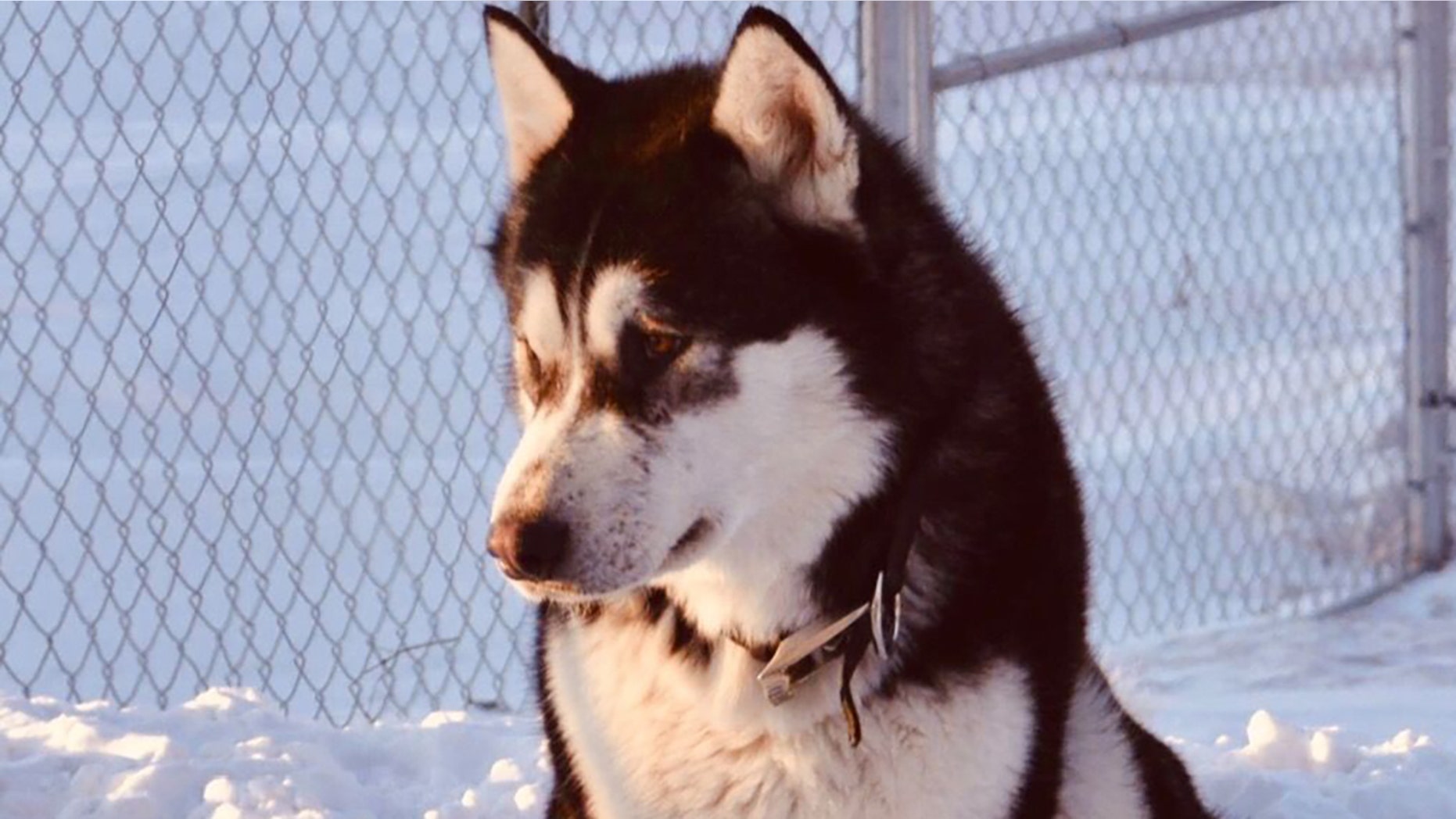 A Minnesota dog named Donald Trump was not shot and killed over politics, authorities said Wednesday. (GoFundMe)