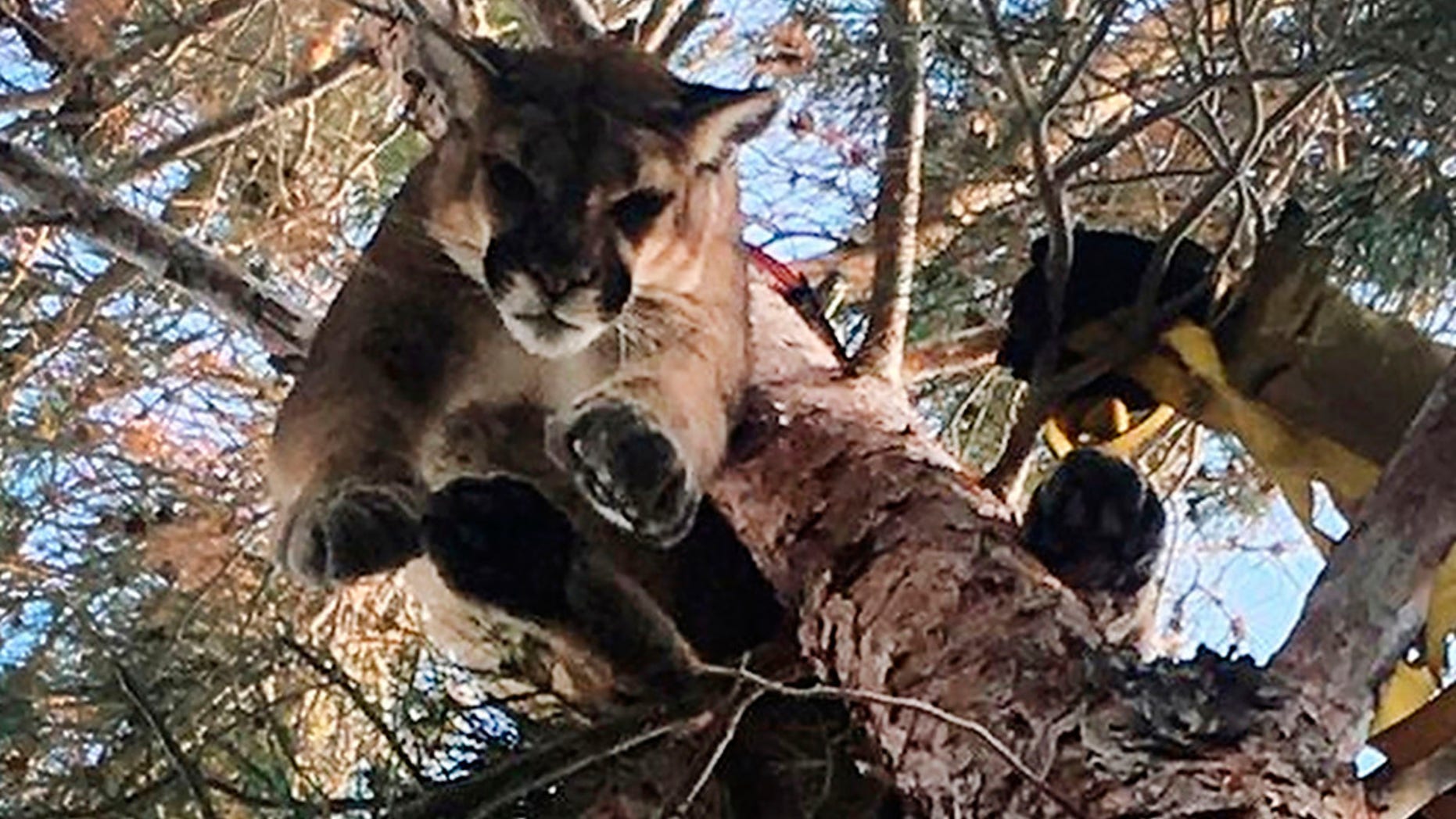 San Bernardino County Fire firefighters rescuing the mountain lion.