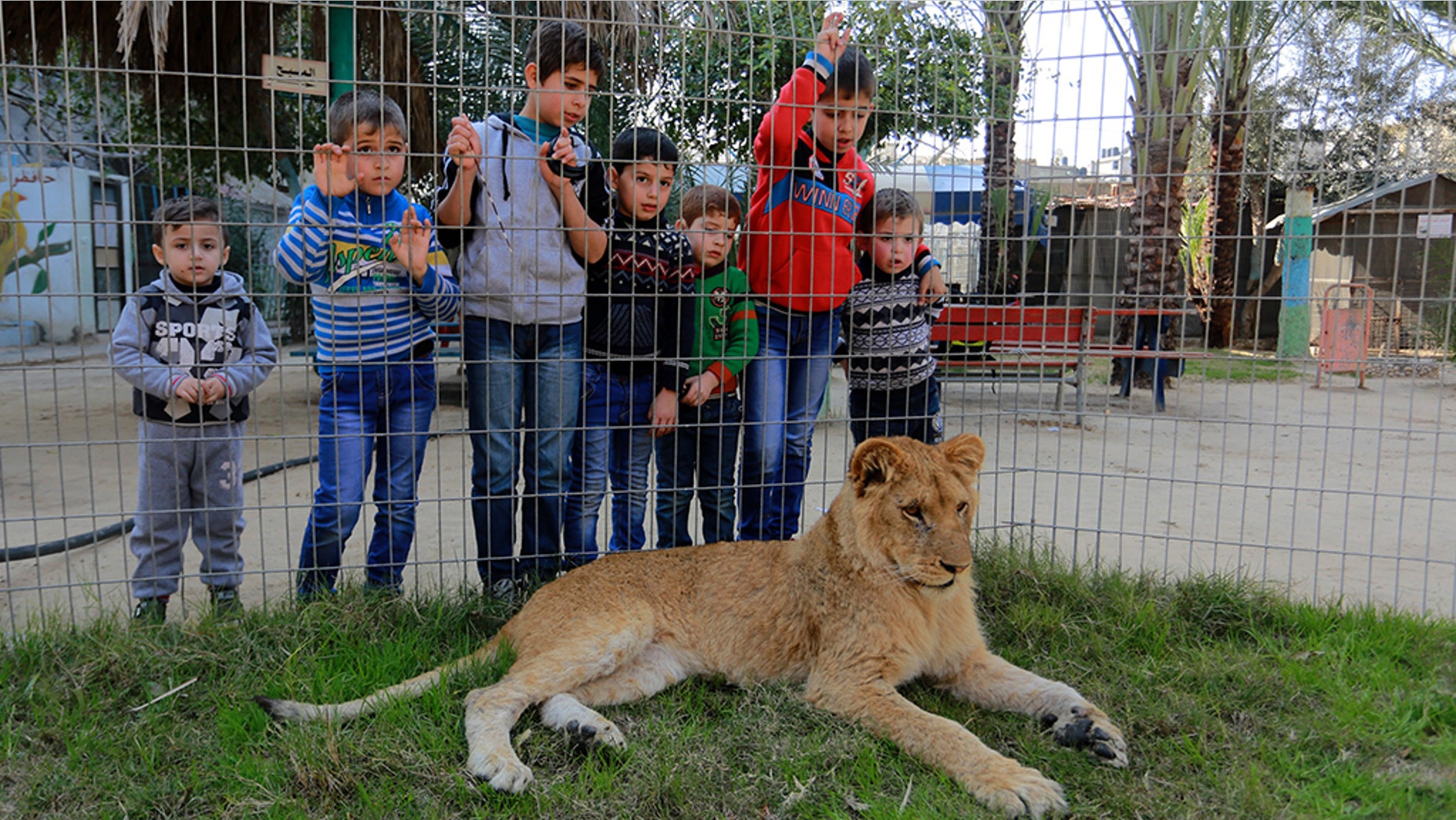 Palestinian children look through the fence of a lion cage at the Rafah Zoo in Gaza City, Gaza on February 13, 2019. Gaza's only animal care practice which was established 17 years ago faces closure due to economical problems caused by the Israeli blockade.
