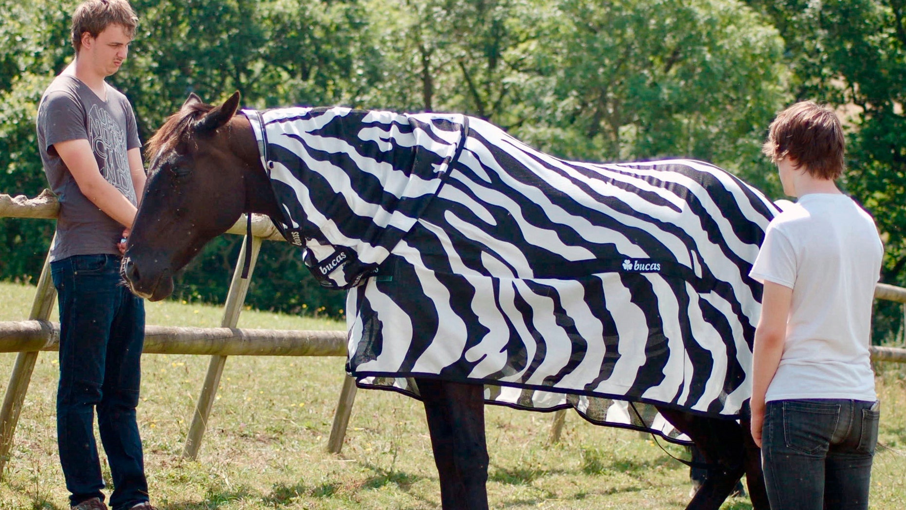 The mystery of zebra stripes just got solved